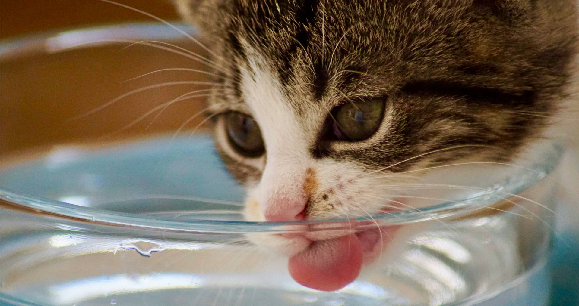 Kat die water drinkt uit een drinkbak, passend bij hydratatie en hoeveel water een kat nodig heeft.