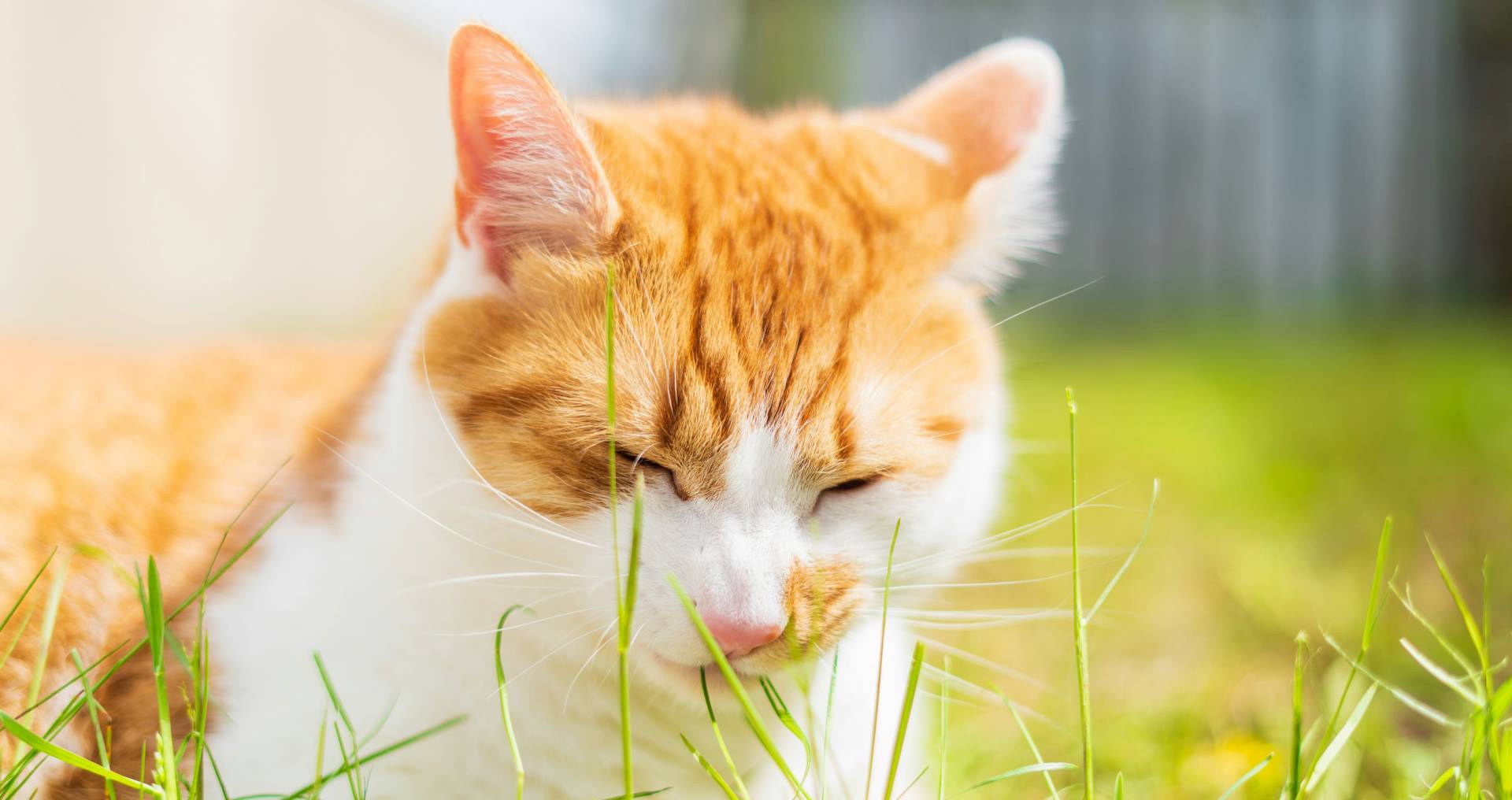 Kat die buiten gras eet als illustratie bij braakgedrag na gras eten