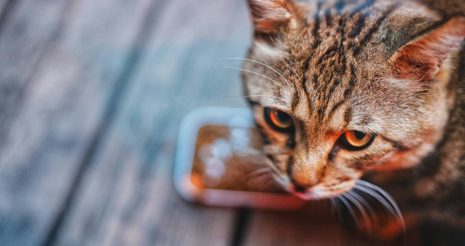 Kat die eet uit een voerbak, passend bij informatie over speciaalvoer voor katten en wanneer dit zinvol is.
