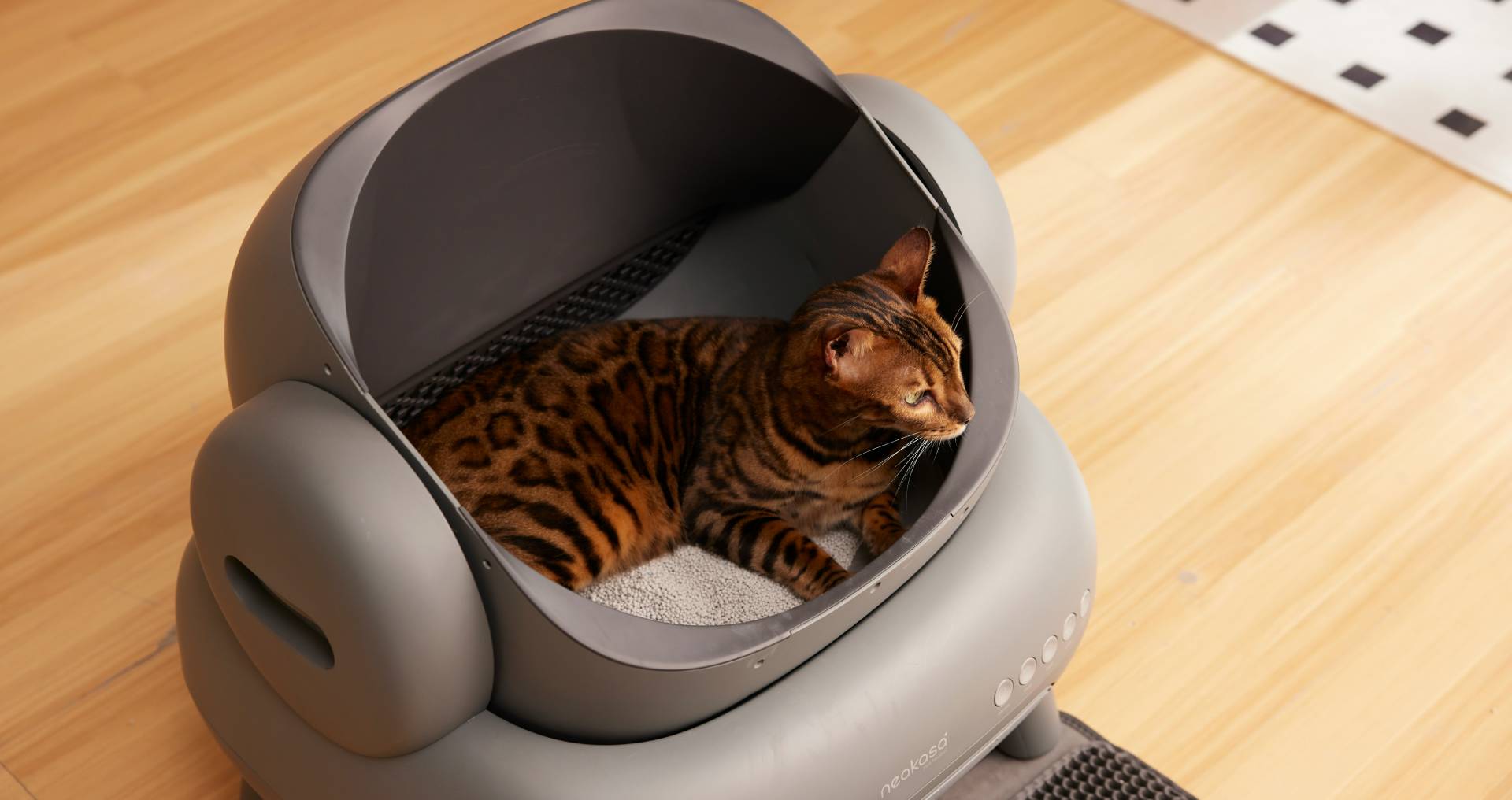 Kat in een kattenbak, passend bij informatie over blaasontsteking en plasproblemen bij katten.
