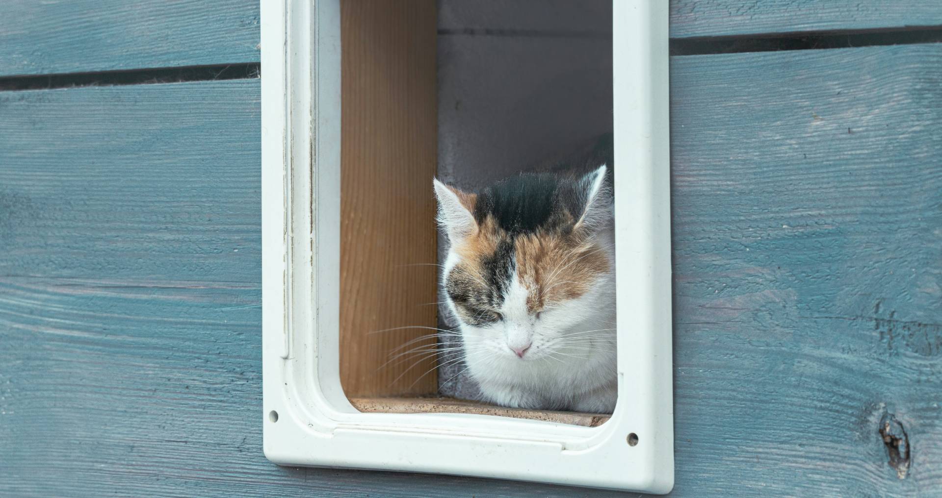 Kat zit rustig in een kattenluik, passend bij de keuze tussen een binnenkat, buitenkat of een combinatie van beide.