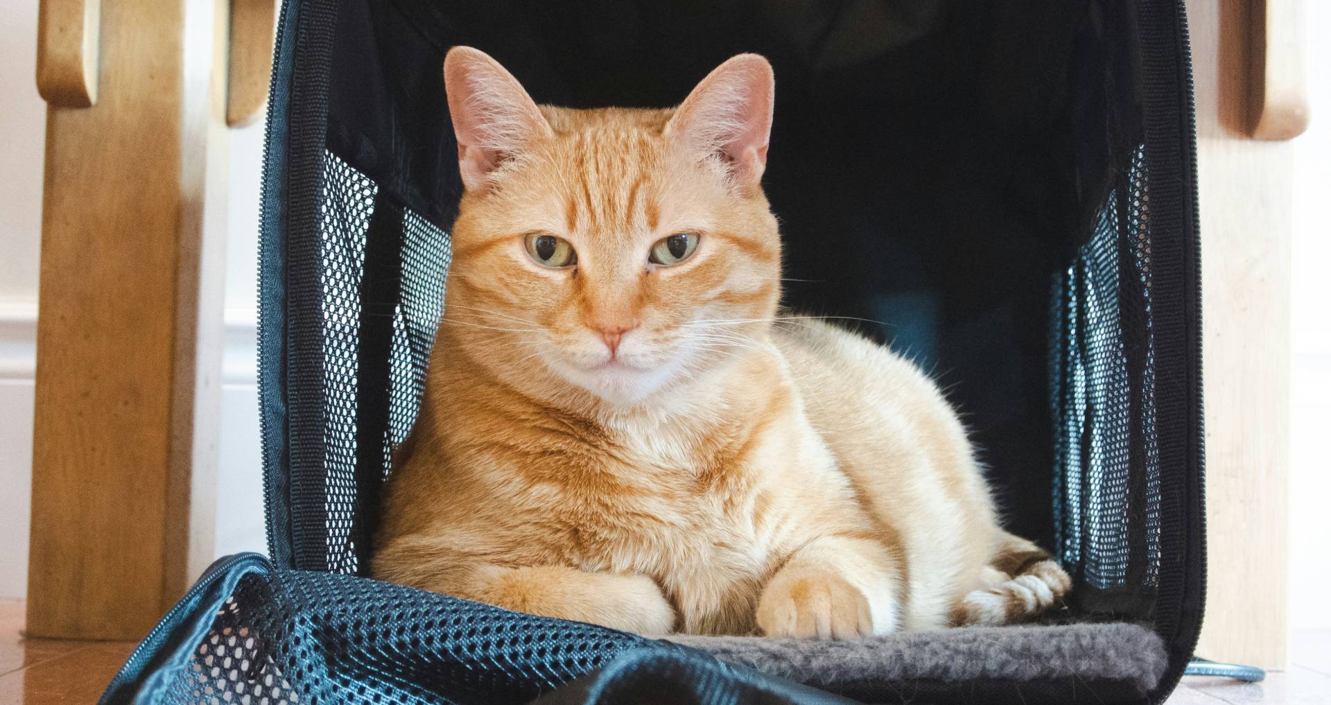 Kat die rustig in een geopende transportbox zit