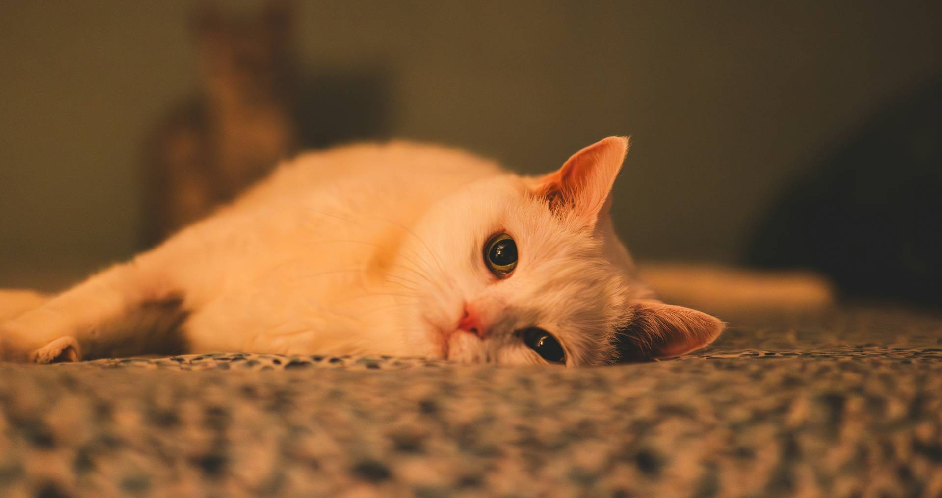 Kat ligt rustig op bed en oogt wat sloom als illustratie bij minder eetlust