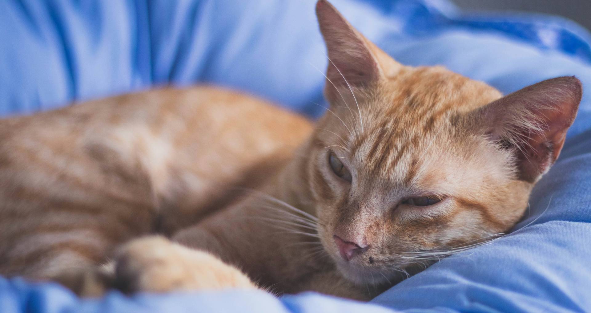 Sloom ogende kat ligt op een blauw dekbed als illustratie bij niet eten bij katten
