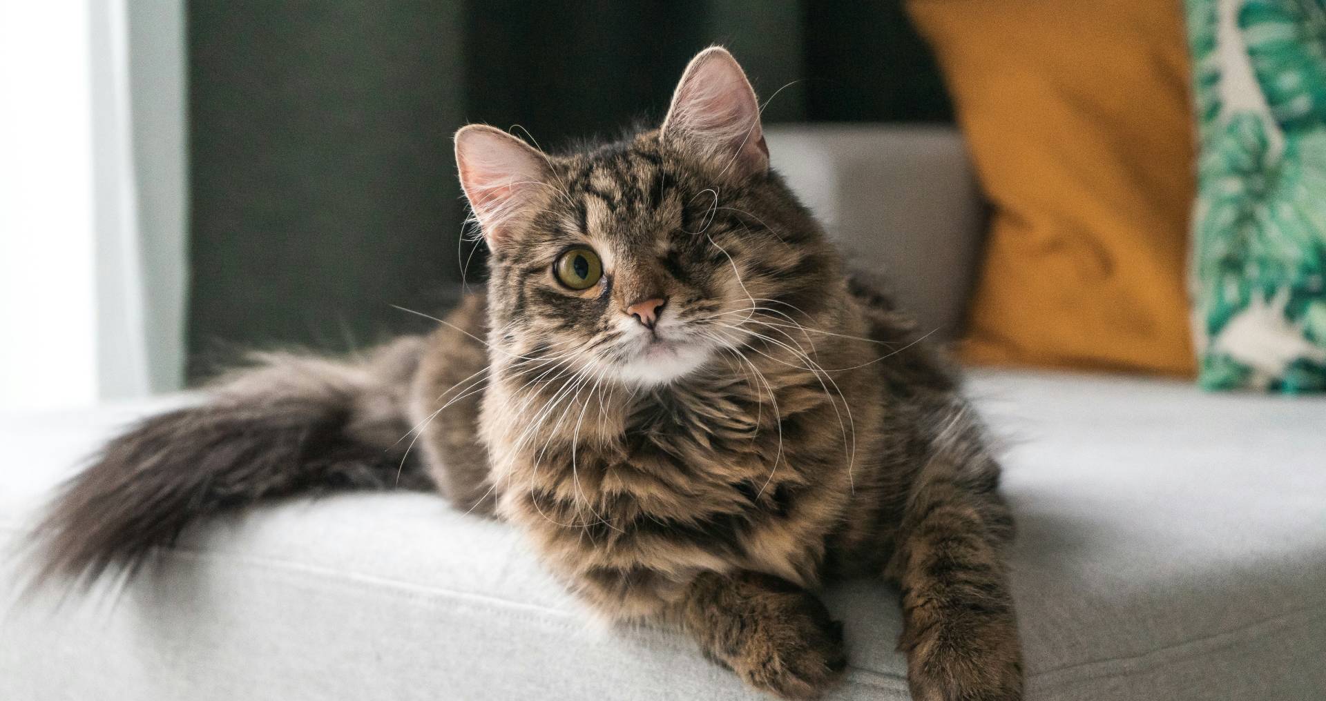 Kat met één zichtbaar oog als illustratie bij neurologische aandoeningen zoals epilepsie bij katten