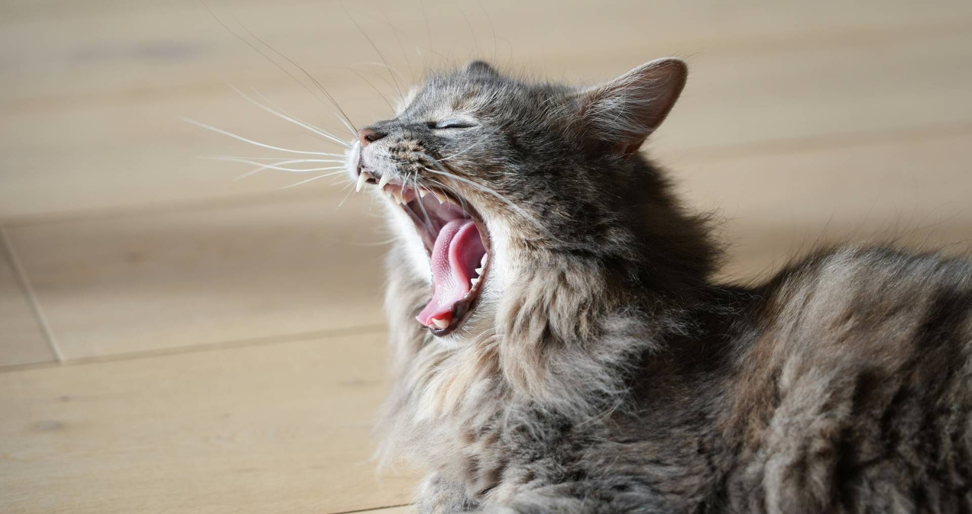 Kat met wijd open bek als illustratie bij luchtwegklachten of niezen bij katten