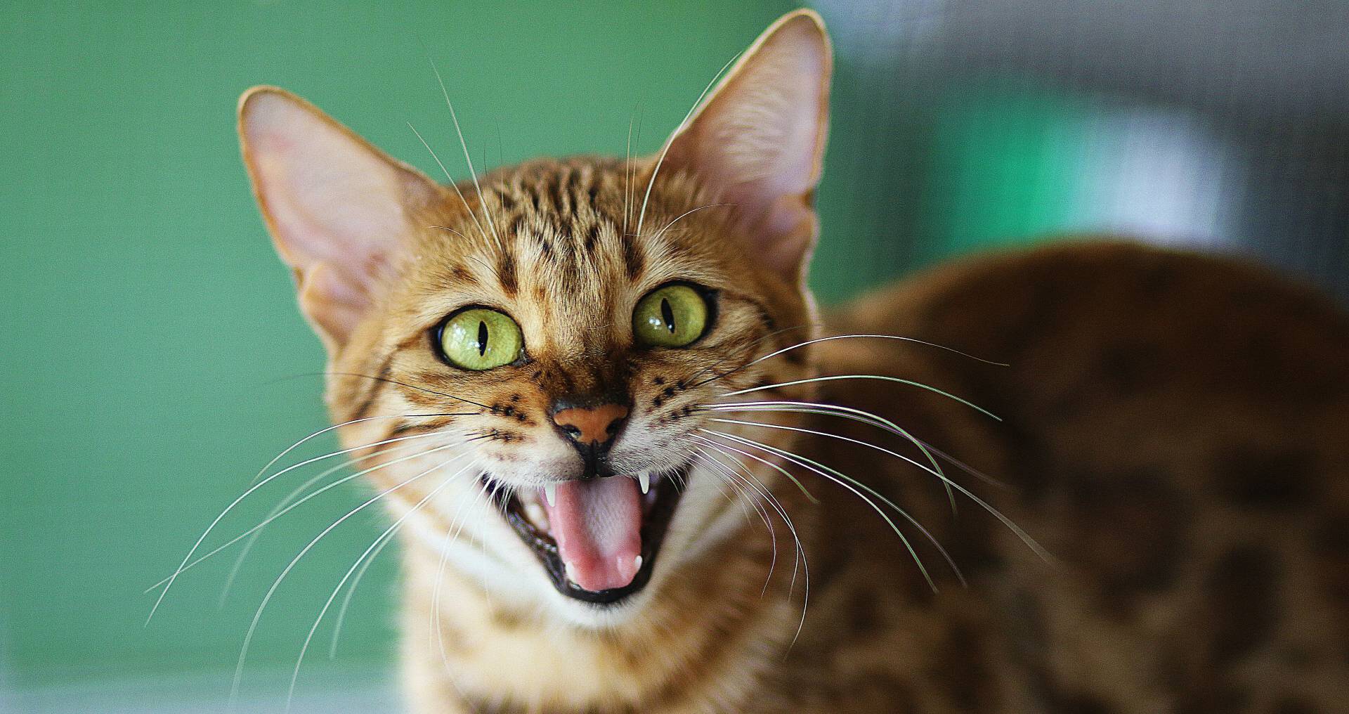 Kat met open bek binnenshuis als illustratie bij overgeven en misselijkheid bij katten