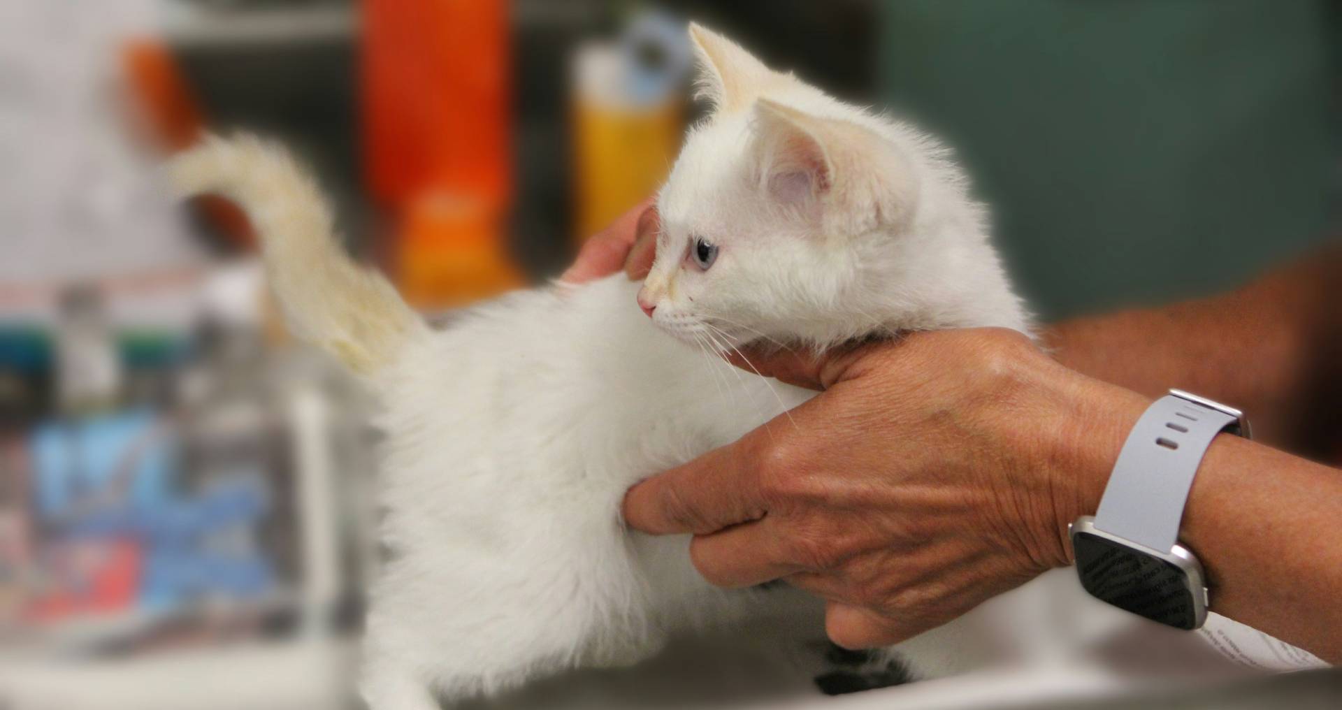 Kat die door een dierenarts wordt vastgehouden tijdens een controle, passend bij wanneer je met je kat naar de dierenarts moet.