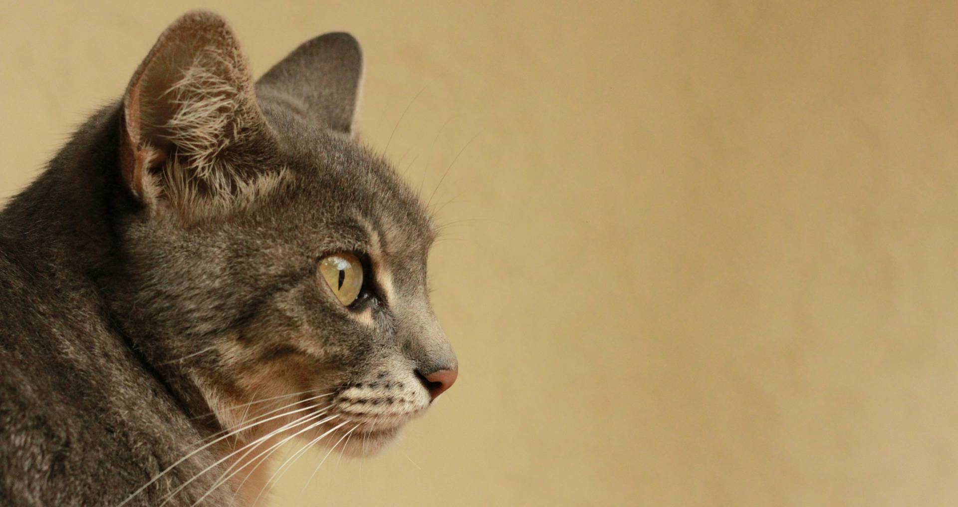 Kat in profiel tegen een neutrale achtergrond, passend bij de vraag of hypoallergene kattenrassen werkelijk bestaan.