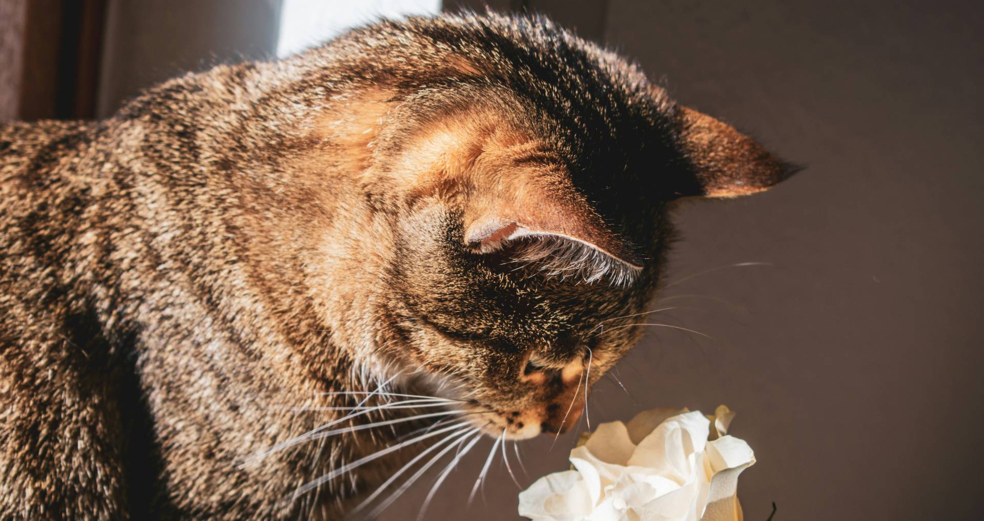 Kat die voorzichtig aan een bloem ruikt, passend bij mogelijke giftige planten en voedsel voor katten.
