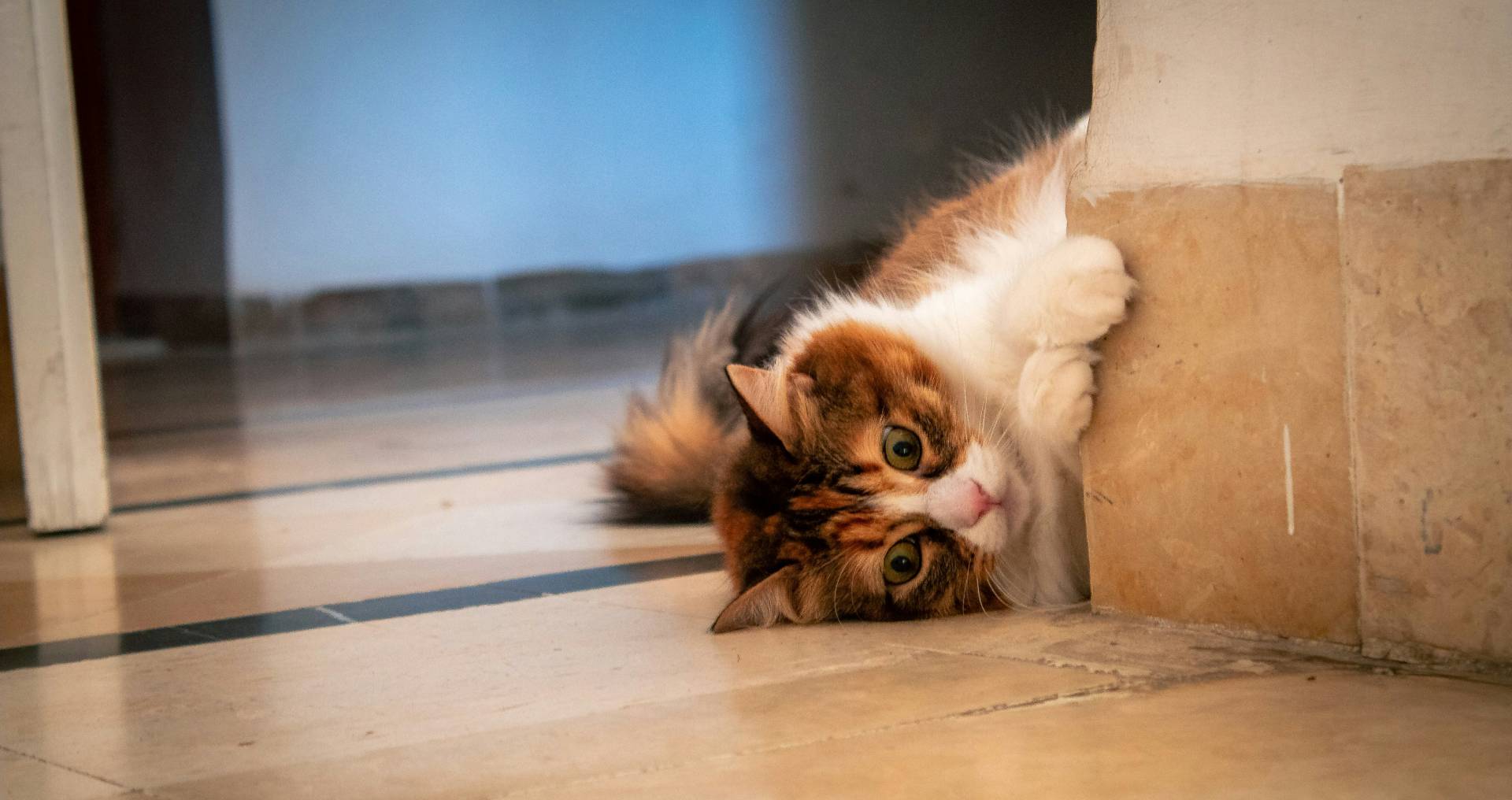 Kat ligt alert in een hoek van de woning, passend bij territoriaal gedrag en waakzaamheid in huis.