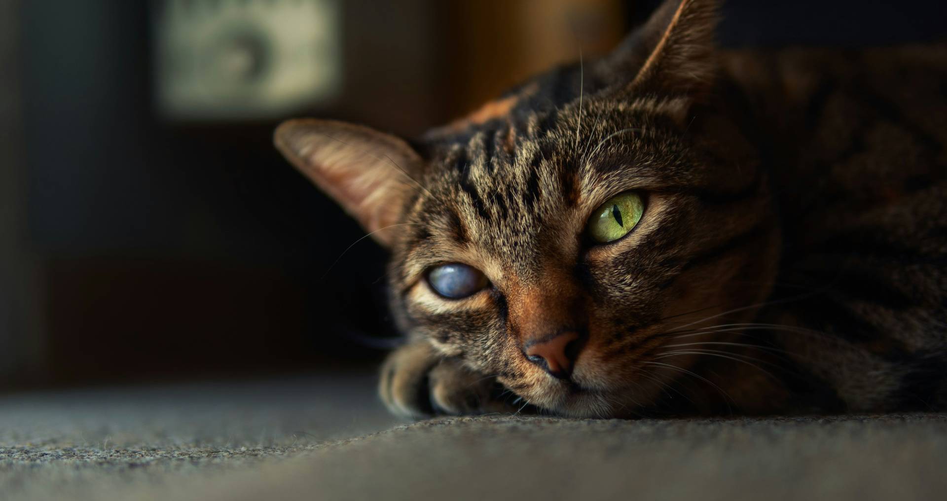 Huiskat drinkt lang uit een waterbak in huis als illustratie bij ineens veel drinken bij katten