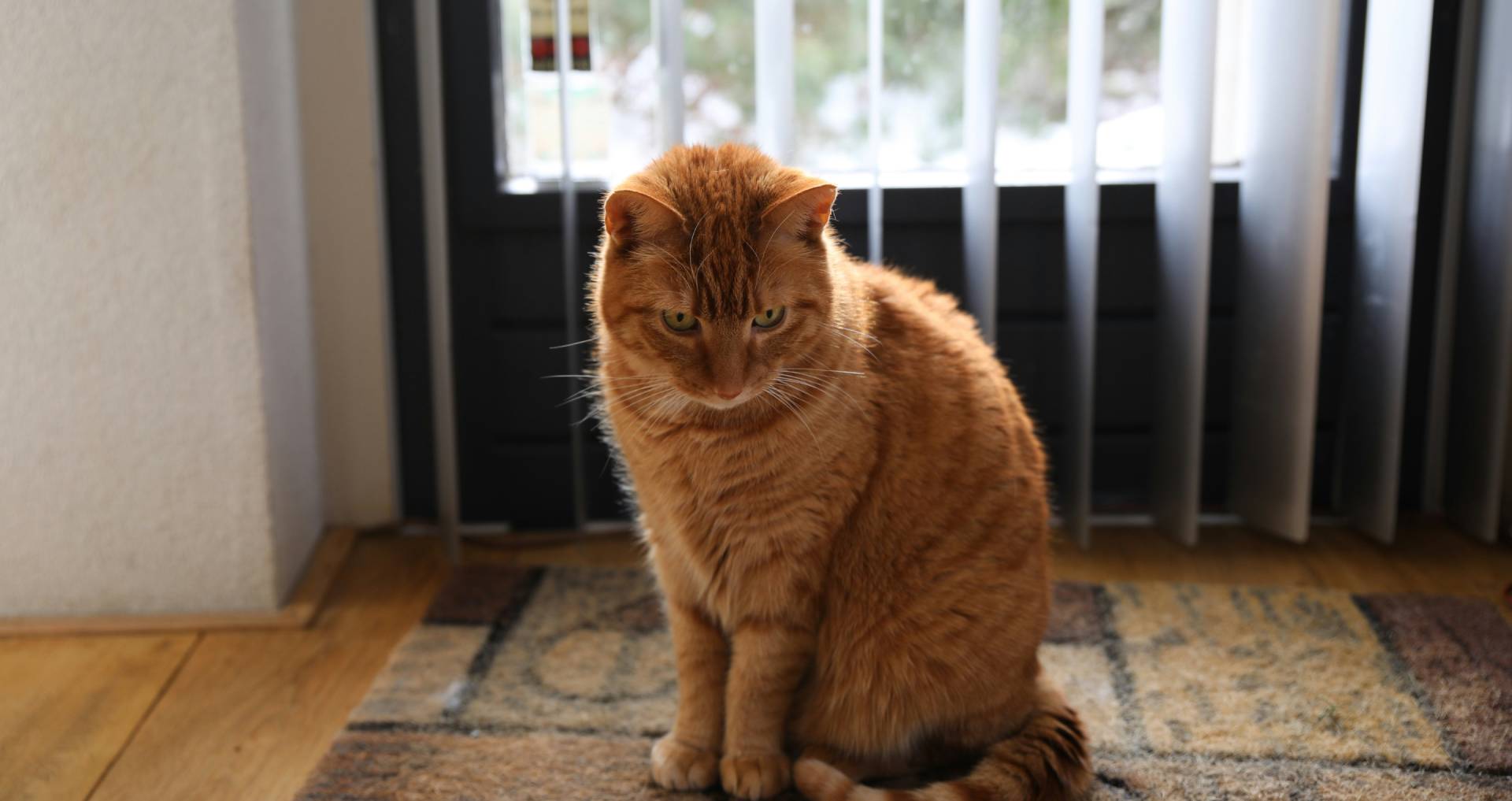 Kat die twijfelend in huis zit, passend bij het vermijden van de kattenbak en mogelijke gedragsredenen.