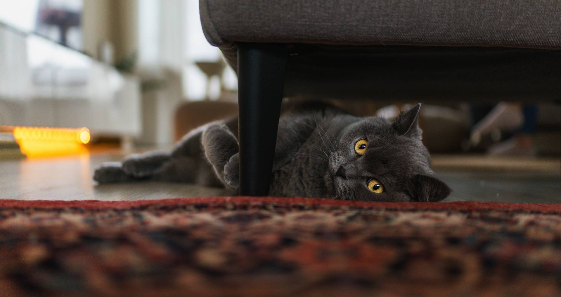 Grijze kat ligt verstopt onder een bank in huis