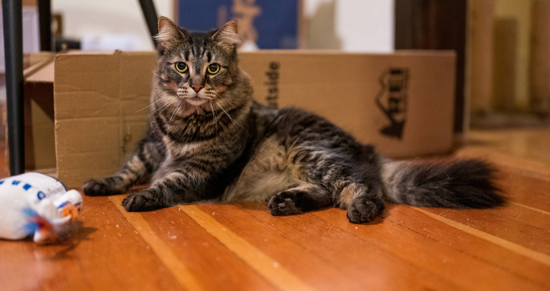 Kat staat alert bij een deurpost in huis, passend bij territoriaal gedrag en mogelijke signalen rond sproeien of plassen in huis.