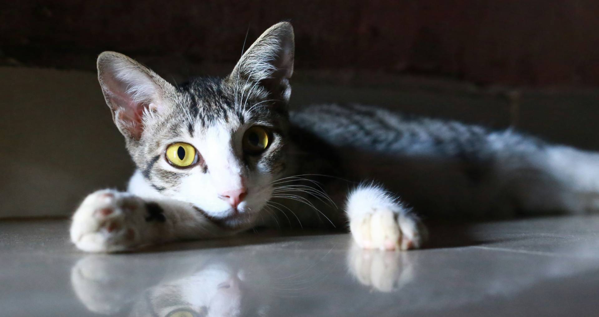 Kat ligt wakker binnenshuis met alerte blik, passend bij nachtelijk miauwen en onrust tijdens de nacht