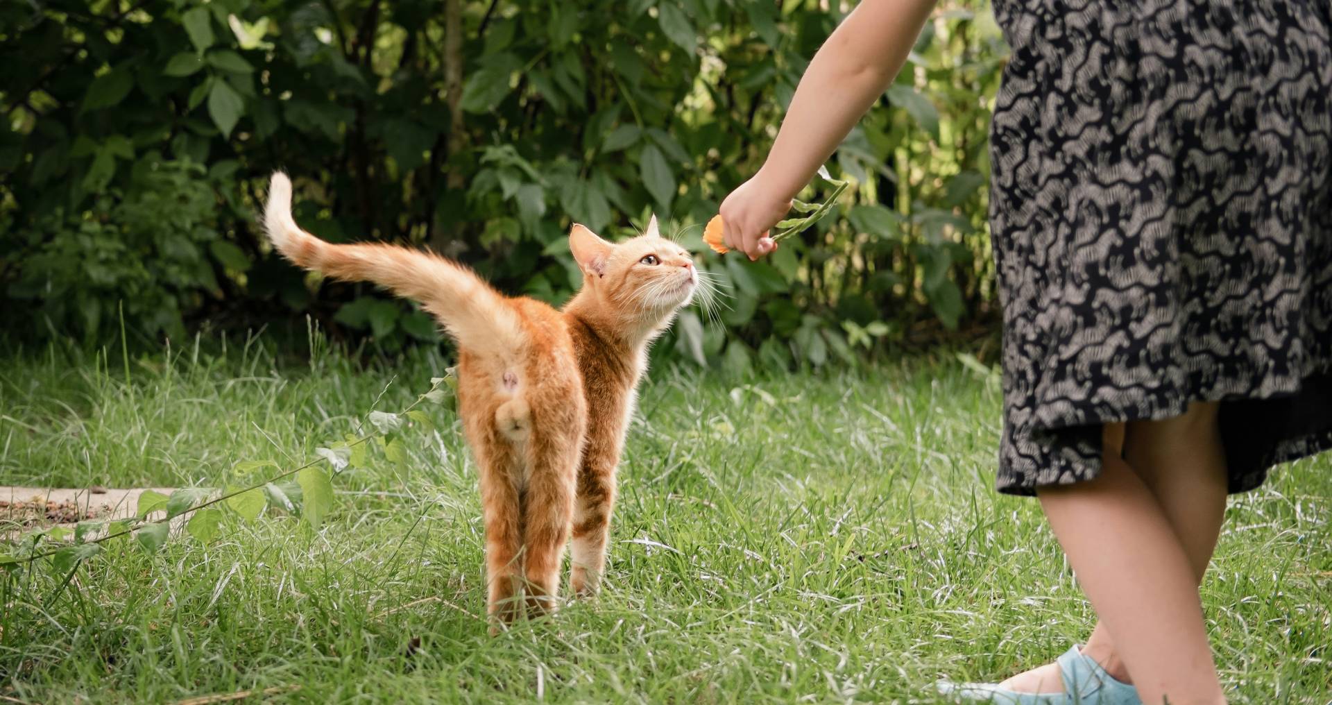 Kind biedt rustig eten aan een kat in de tuin, passend bij veilig en ontspannen contact tussen kinderen en katten.