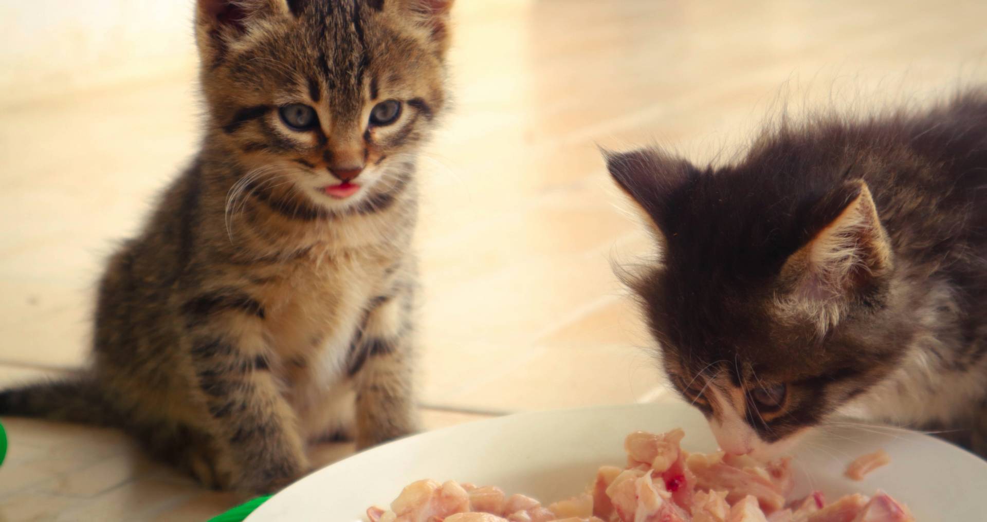 Kittens die rauw vlees eten als illustratie bij BARF voeding voor katten