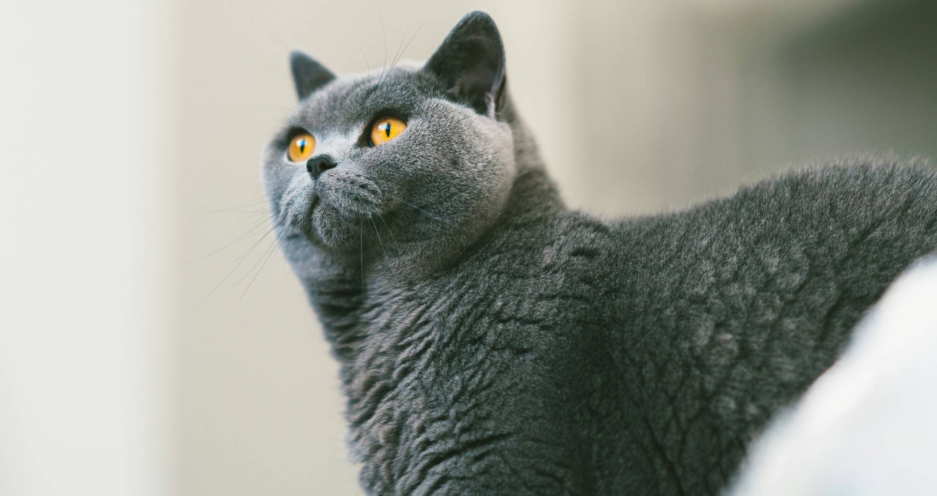 Kortharige kat met dichte vacht in natuurlijk licht, passend bij kattenrassen die weinig vachtverzorging nodig hebben.