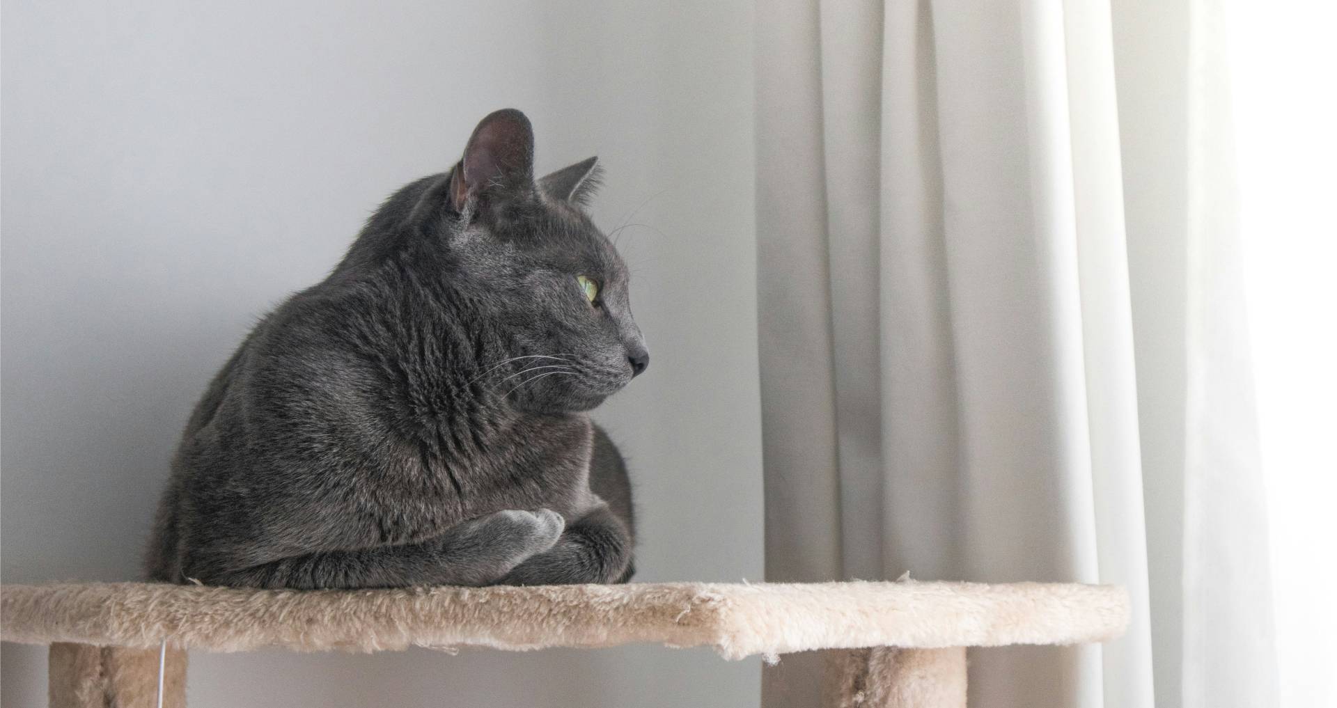 Kat die rustig op een verhoogde krabpaal zit, passend bij het aantrekkelijk maken van hoogte in huis voor katten.