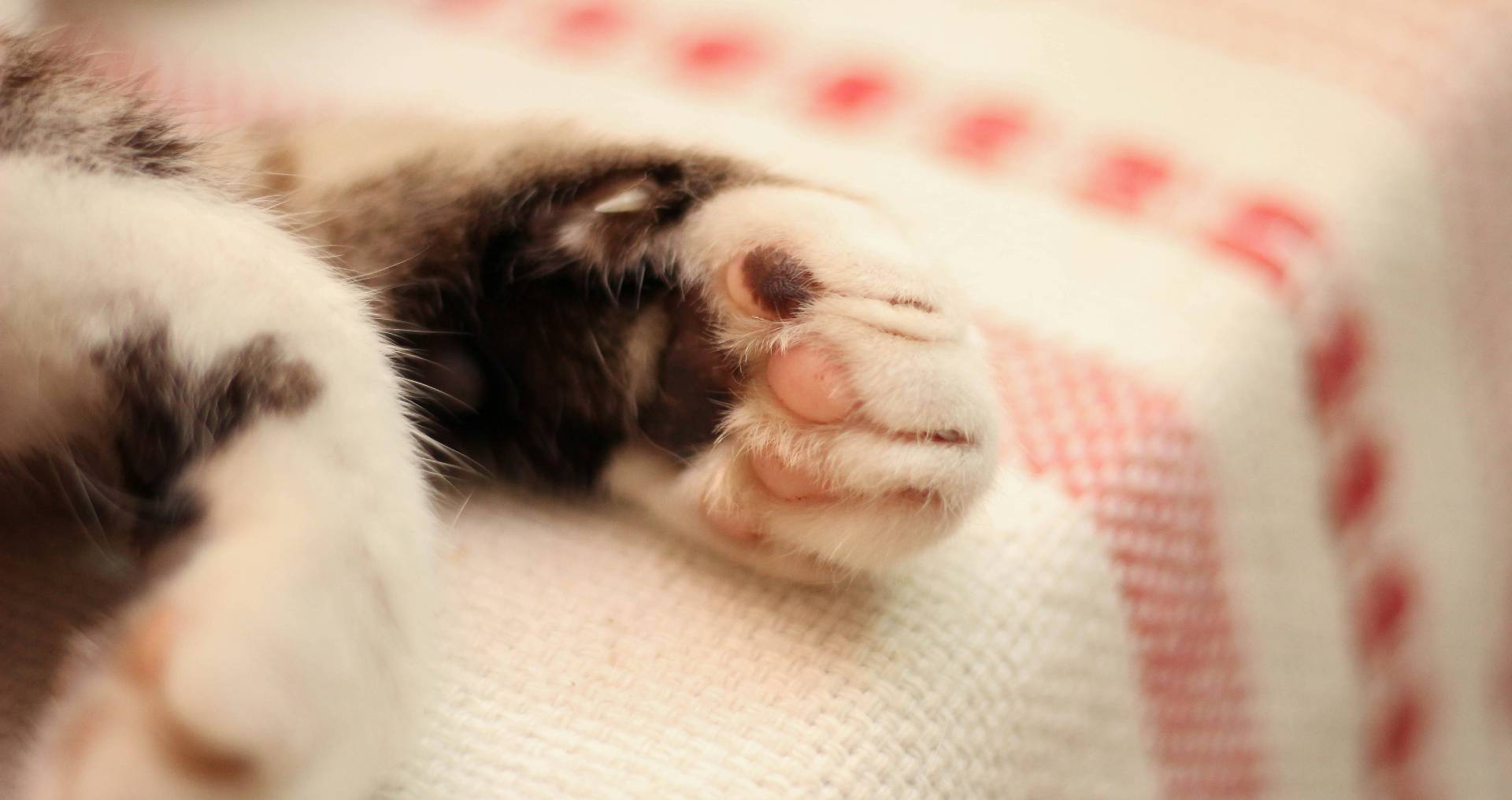 Close-up van de pootjes van een rustige kat, passend bij nagels knippen bij je kat zonder stress.