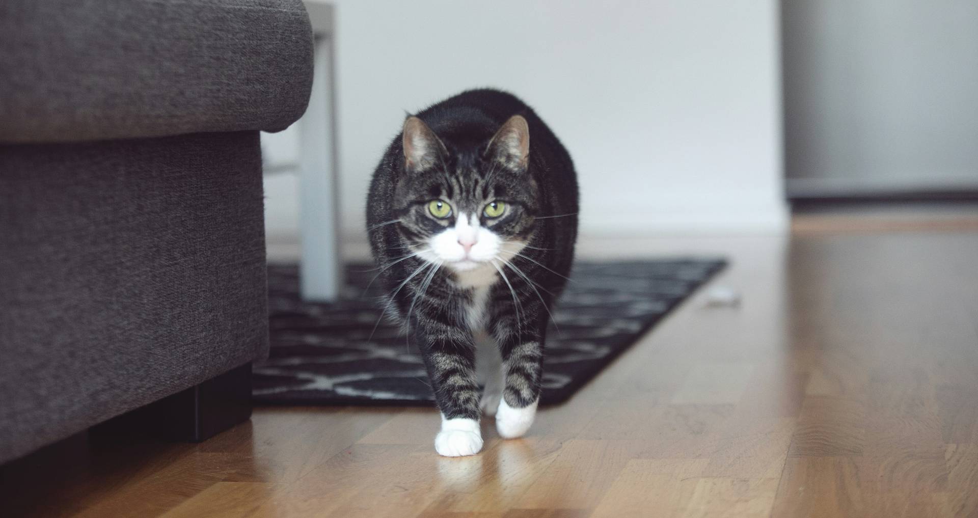 Kat loopt voorzichtig door de woonkamer, passend bij de eerste dagen van een nieuwe kat in huis.