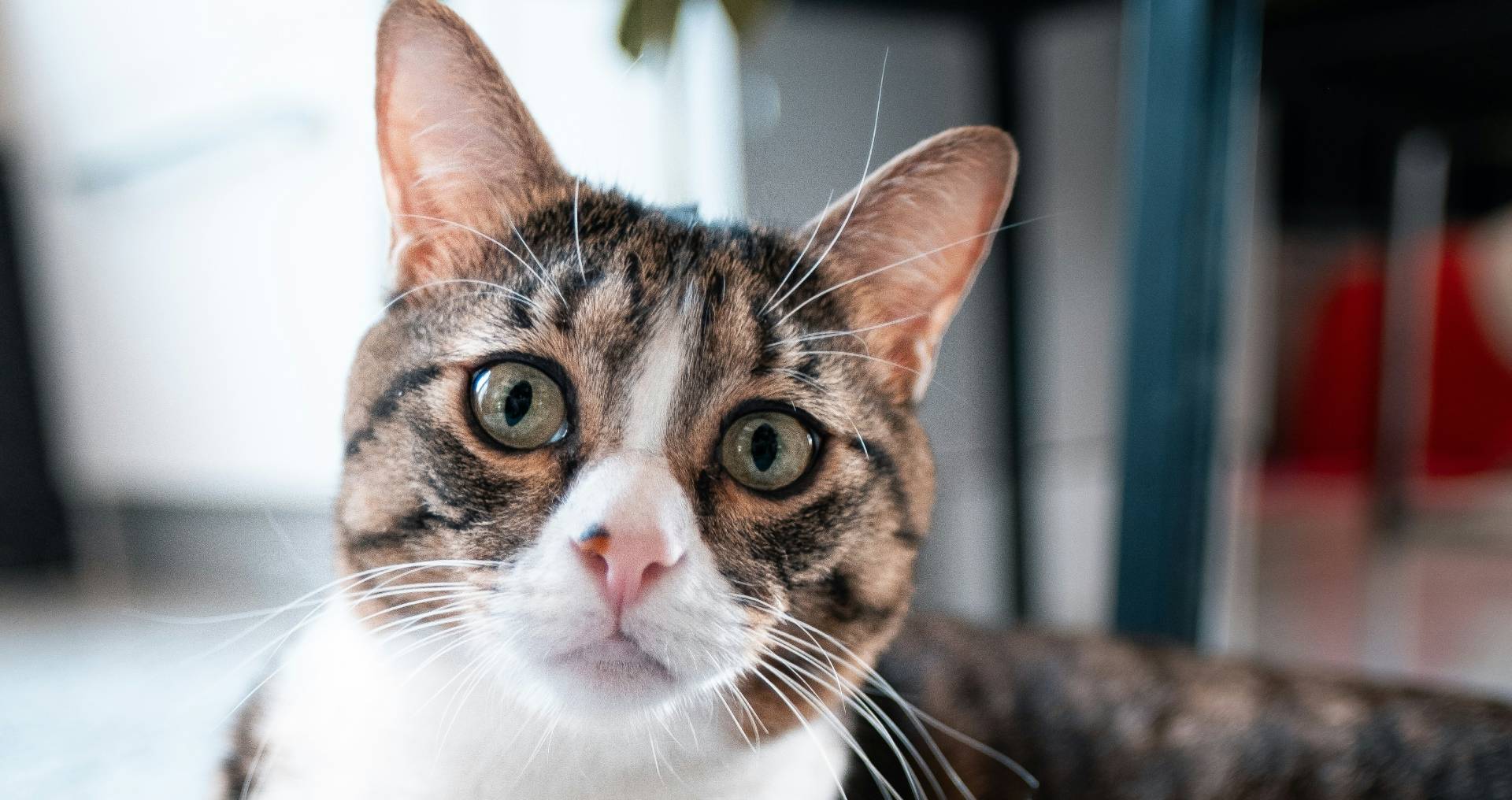 Close-up van het gezicht van een kat met schone ogen en oren, passend bij het schoonmaken van oren en ogen bij katten.