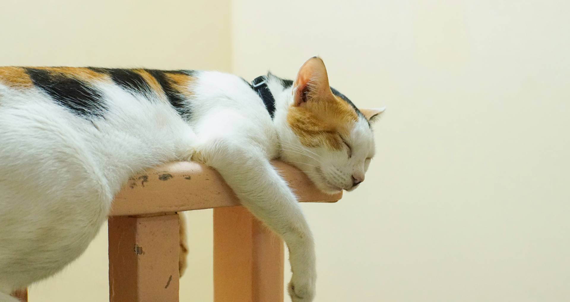 Kat die ongewoon slap en teruggetrokken ligt te rusten, passend bij subtiele signalen van pijn bij katten.