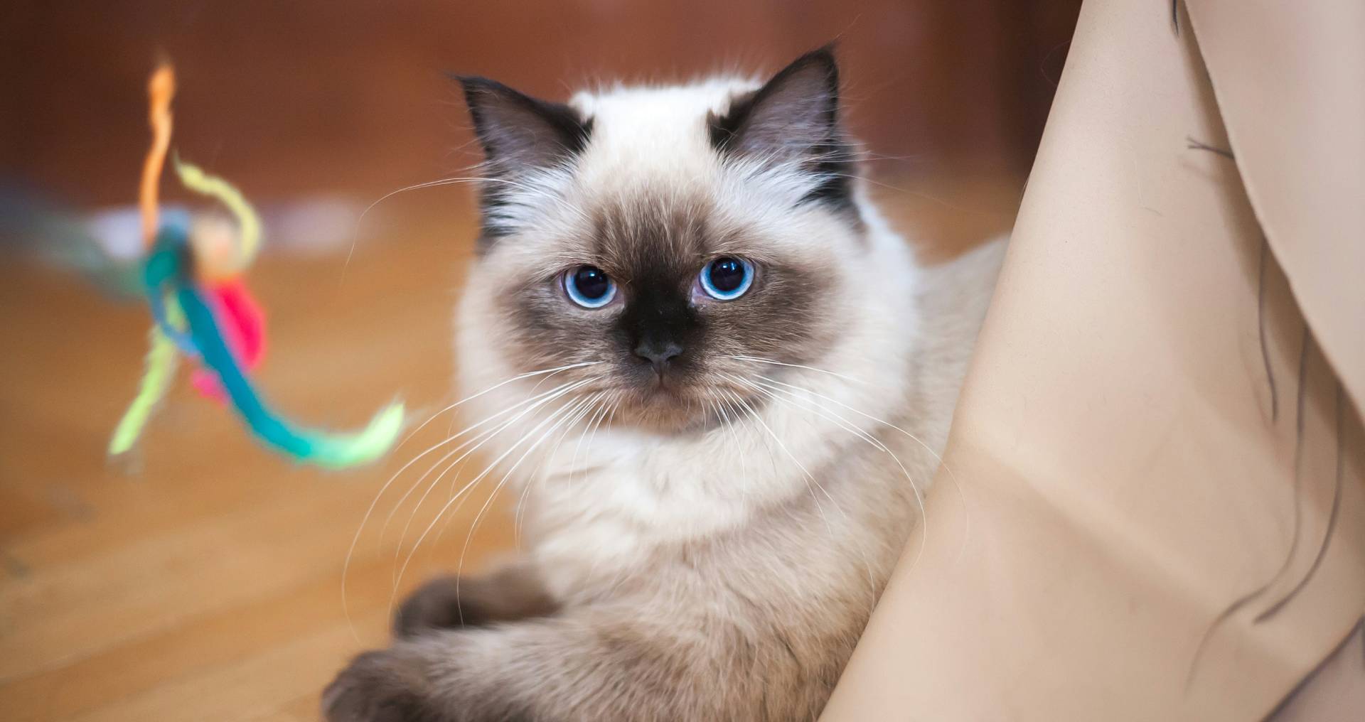 Raskat ligt alert binnen naast een speeltje, passend bij de keuze tussen een actieve of rustige kat in huis.