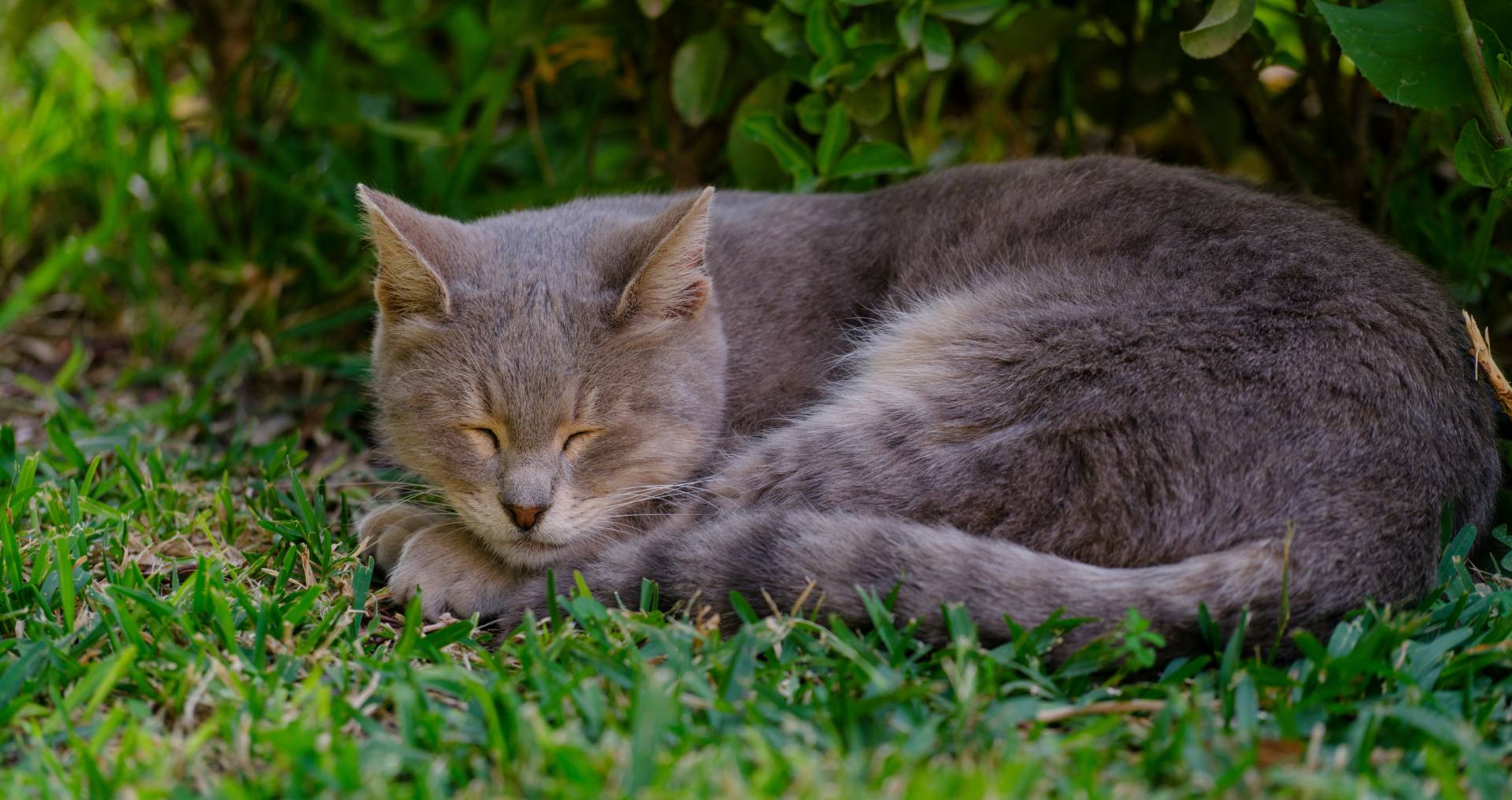 Rustende oudere kat in de tuin, passend bij gezondheidsproblemen en extra zorg voor senior katten.