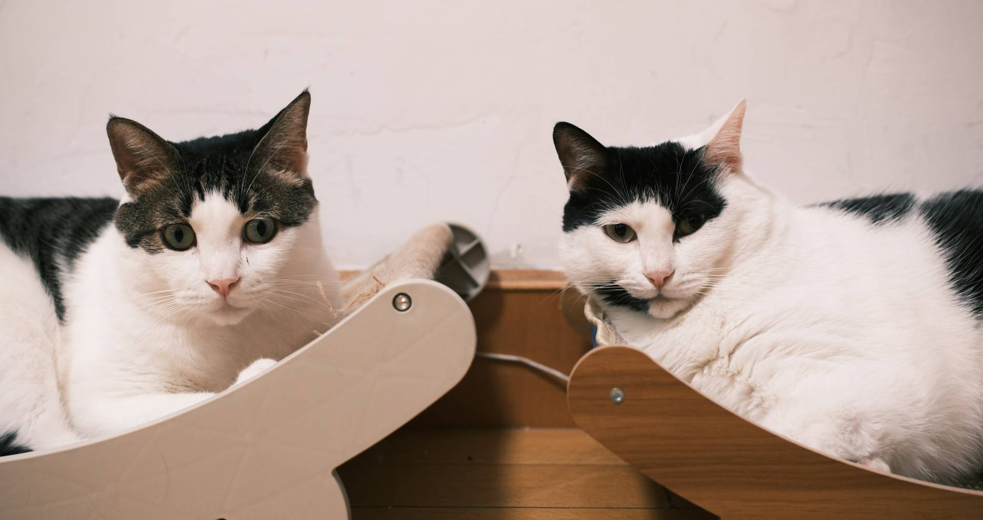 Twee katten liggen apart maar rustig naast elkaar, passend bij een gecontroleerde en ontspannen introductie van een nieuwe kat bij een bestaande kat.