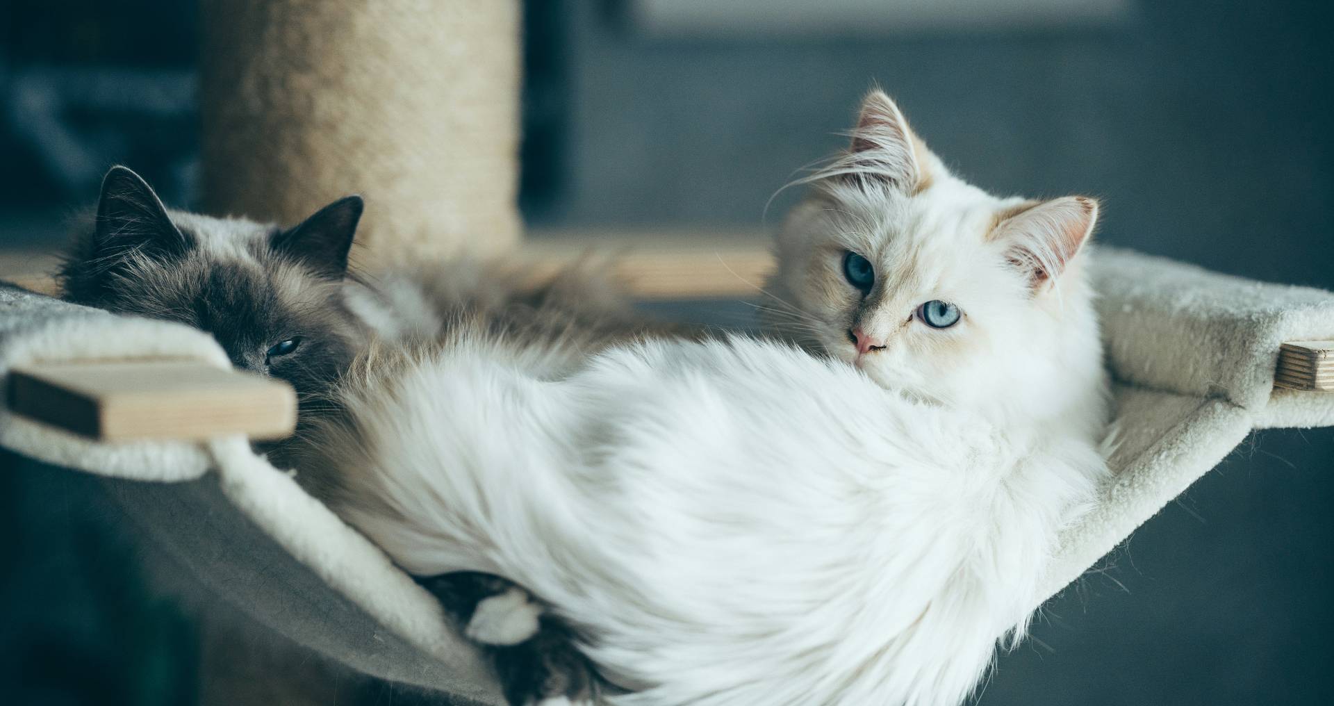 Twee rustige katten liggen ontspannen samen in een krabpaal, passend bij sociale en kindvriendelijke raskatten.