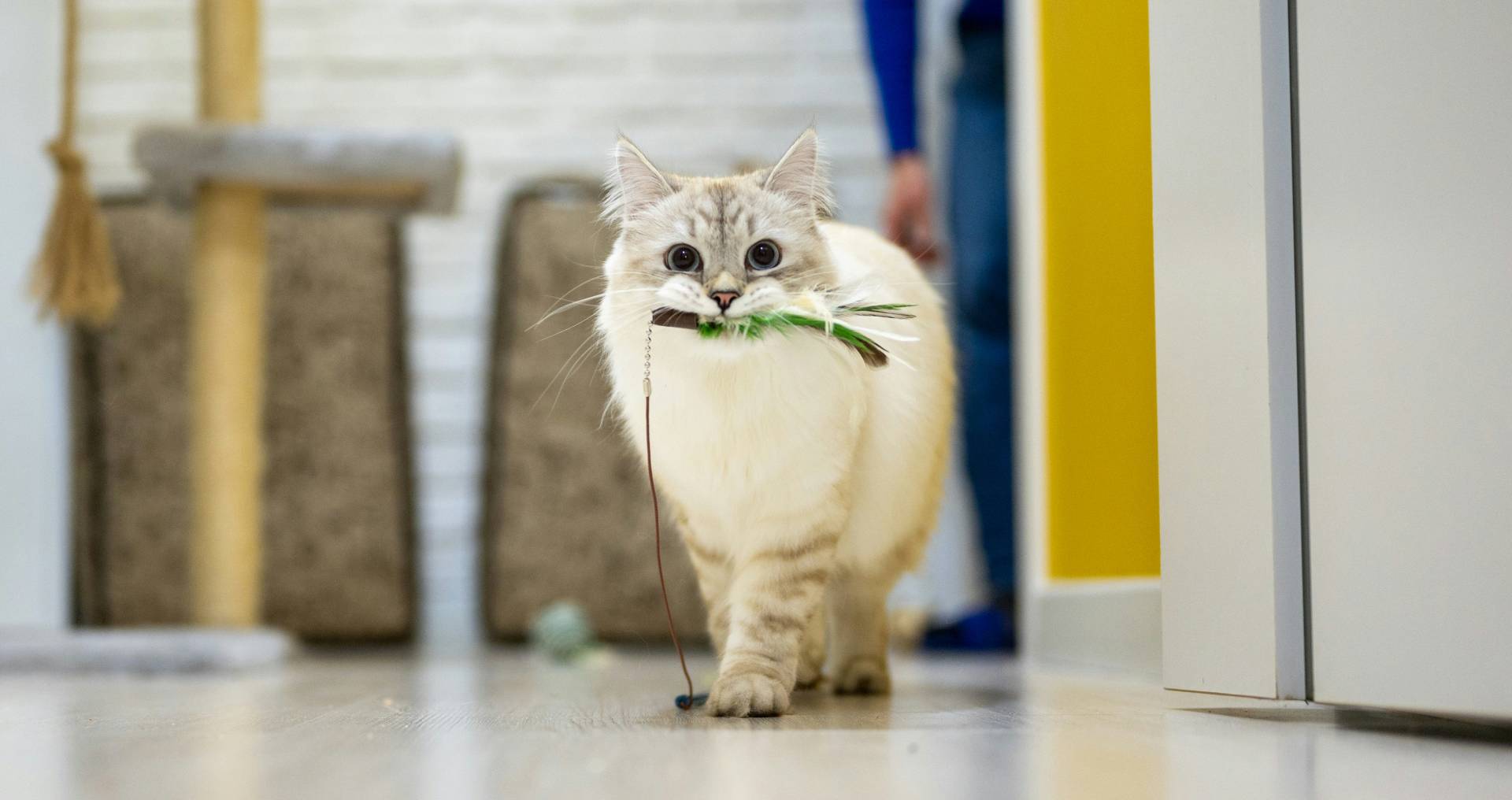 Binnenkat die actief speelt en jachtgedrag vertoont in huis, passend bij het stimuleren van spel en beweging bij binnenkatten.