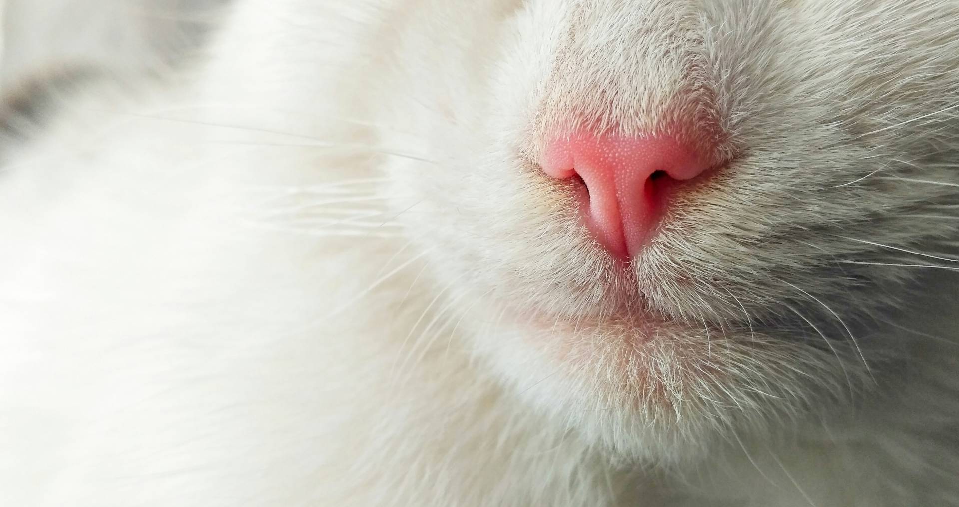Close-up van een gezonde kat, passend bij informatie over vlooien, teken en wormen bij katten.
