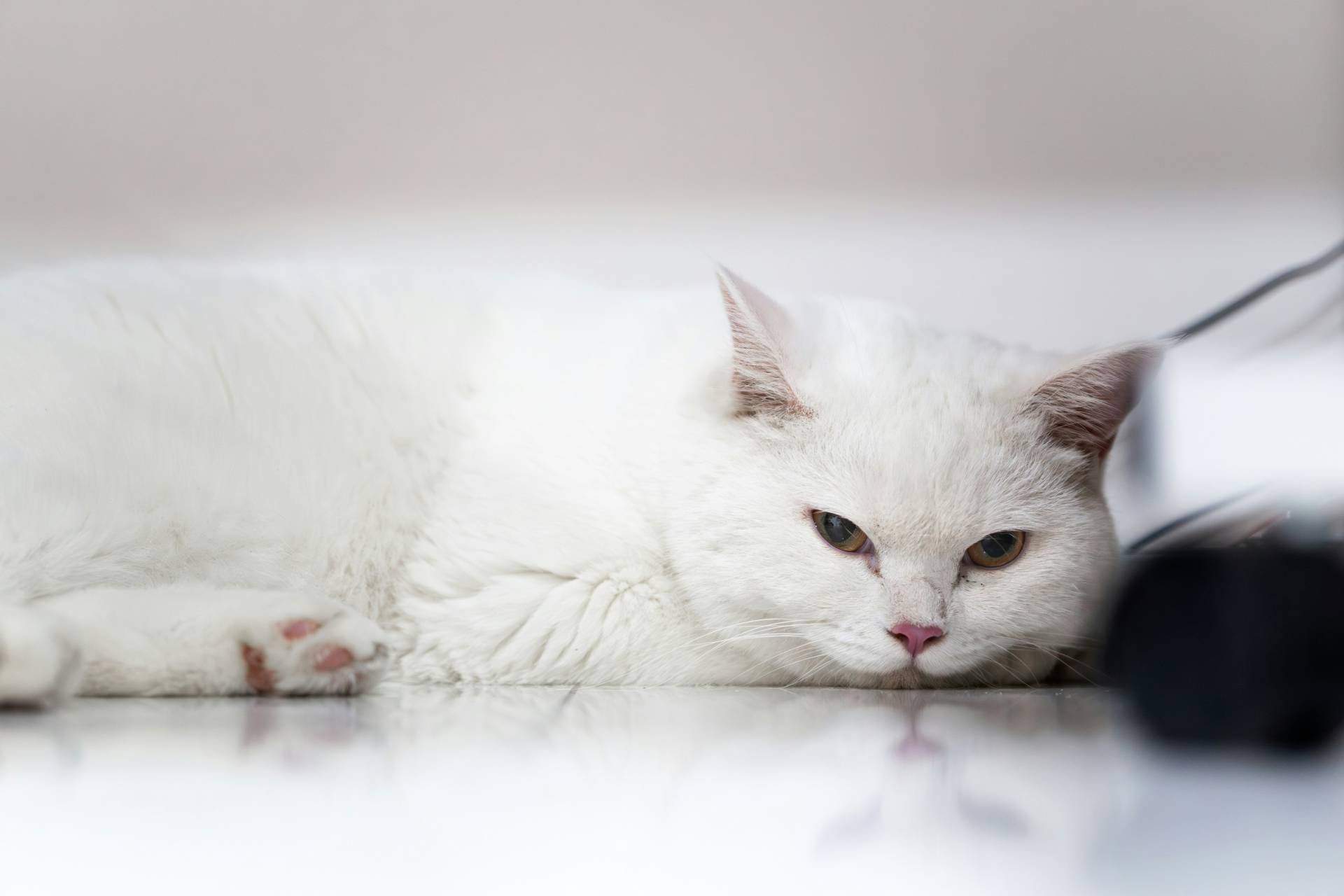 Kat ligt sloom bij de kattenbak in huis als illustratie bij diarree en buikklachten bij katten