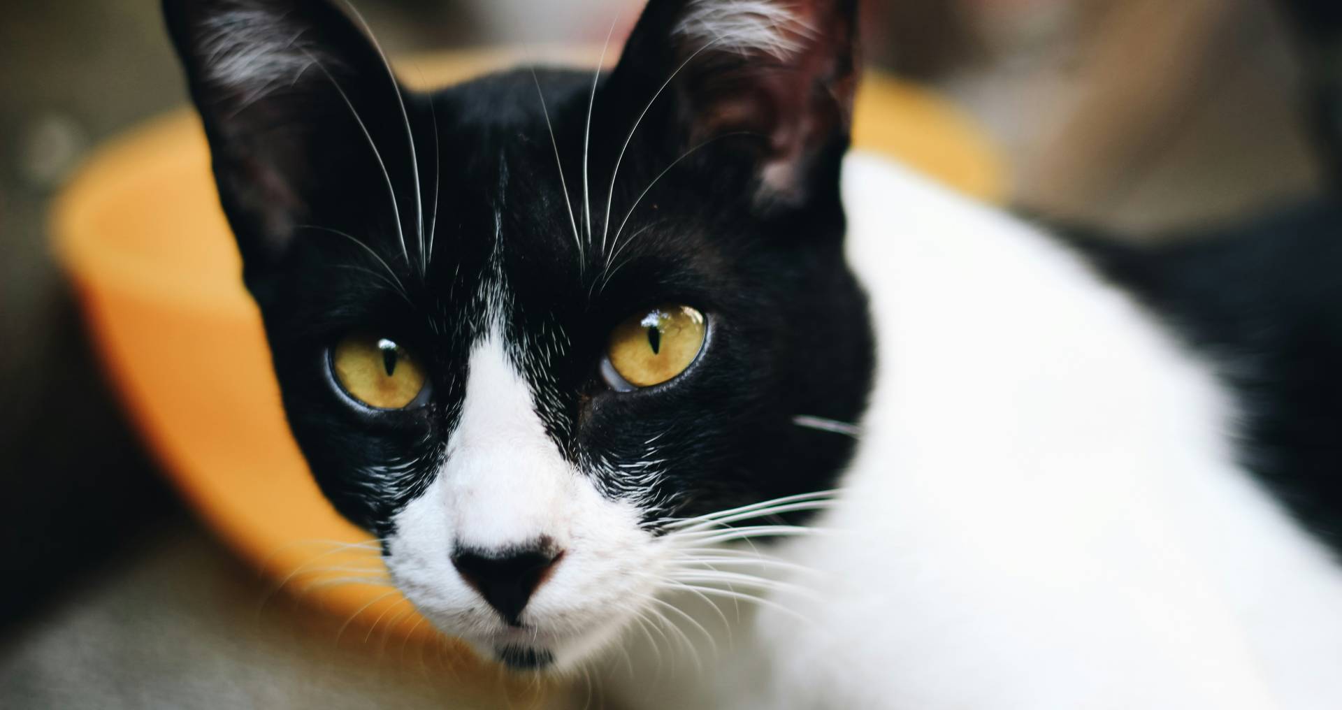 Zwart-witte kat kijkt alert in de camera als illustratie bij artikel over melk voor katten