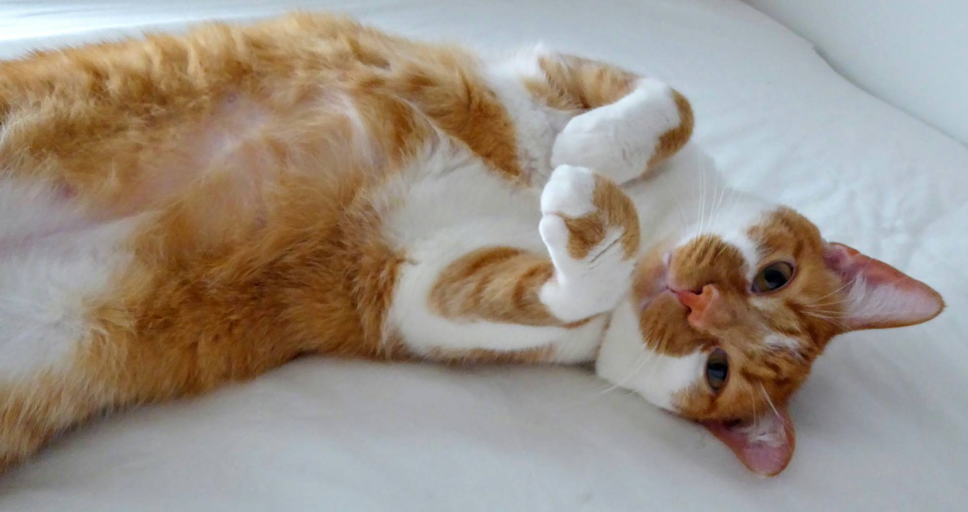 Kat die ontspannen op zijn rug ligt met de buik omhoog als voorbeeld van aanhankelijk en vertrouwd kattengedrag