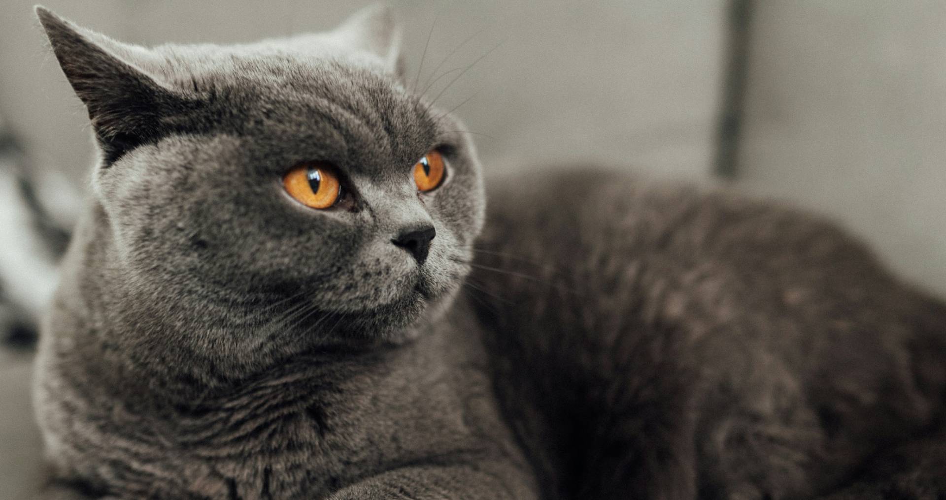 Grijze Britse korthaar kat met ronde kop en koperkleurige ogen liggend op een bank