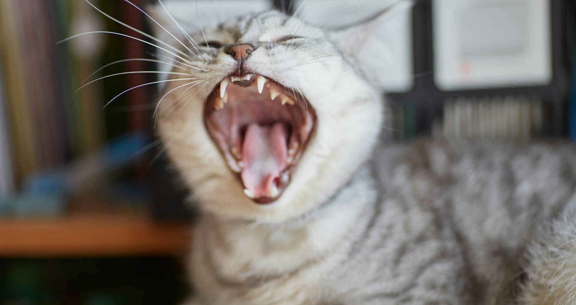 Kat met open bek en zichtbare tanden in een verdedigende houding als voorbeeld van een kat die blaast