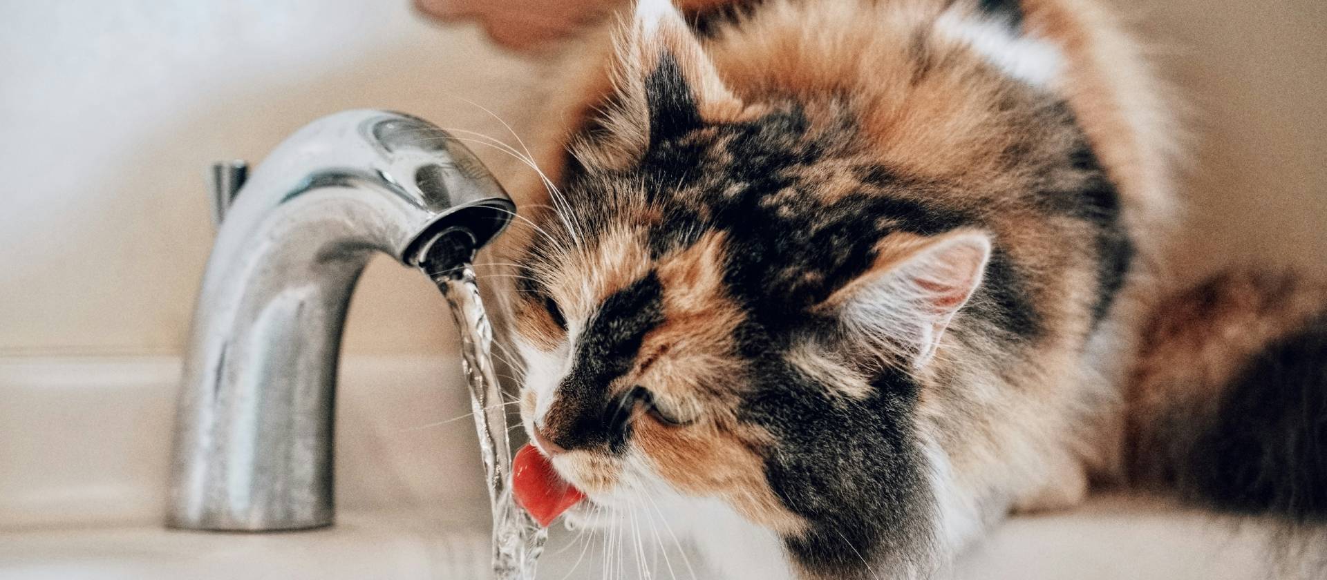 Kat die water drinkt uit een kraan als illustratie bij een kat die veel drinkt
