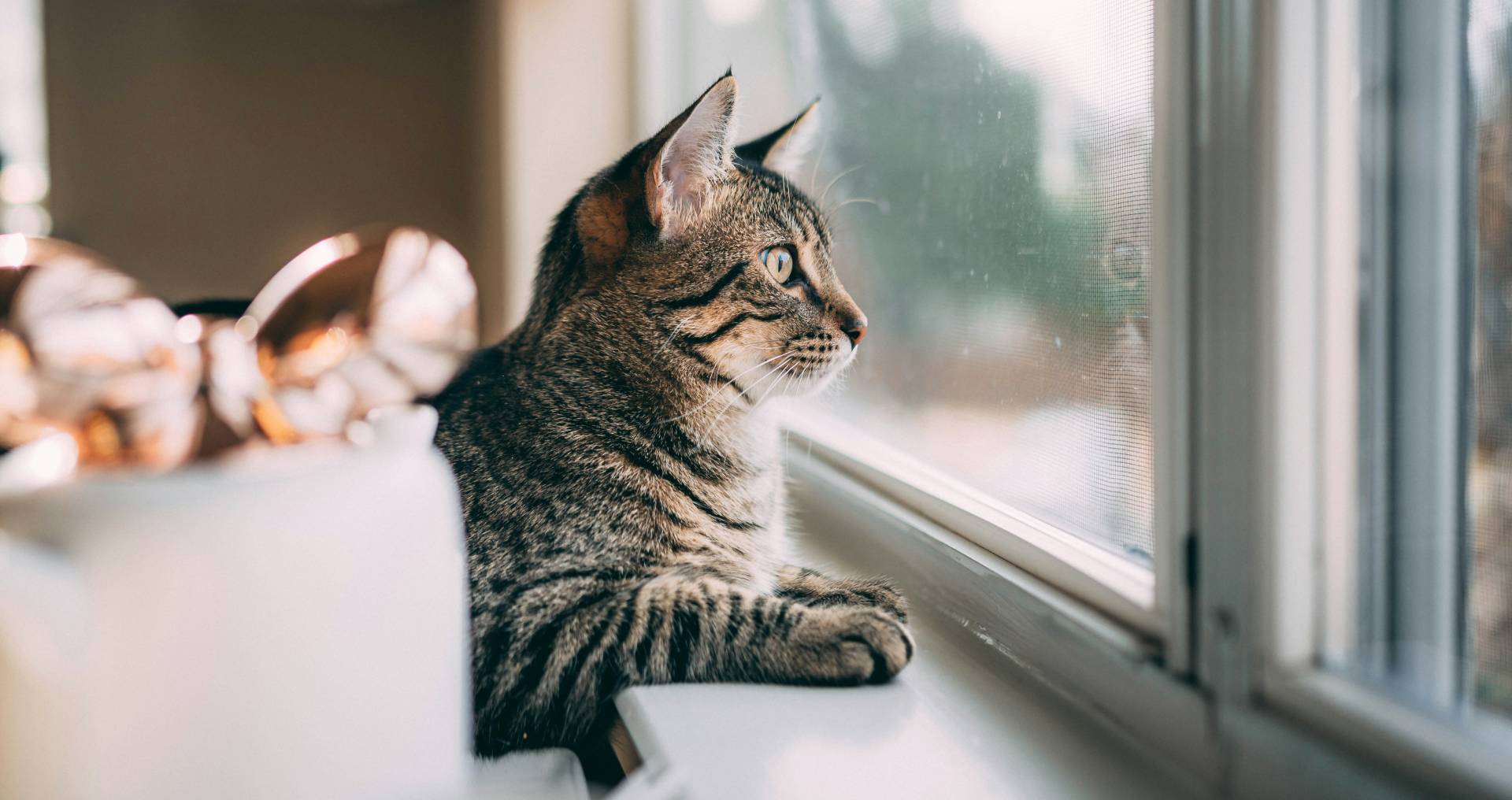 Kat die op de vensterbank door het raam naar buiten kijkt als voorbeeld van een kat die naar buiten wil