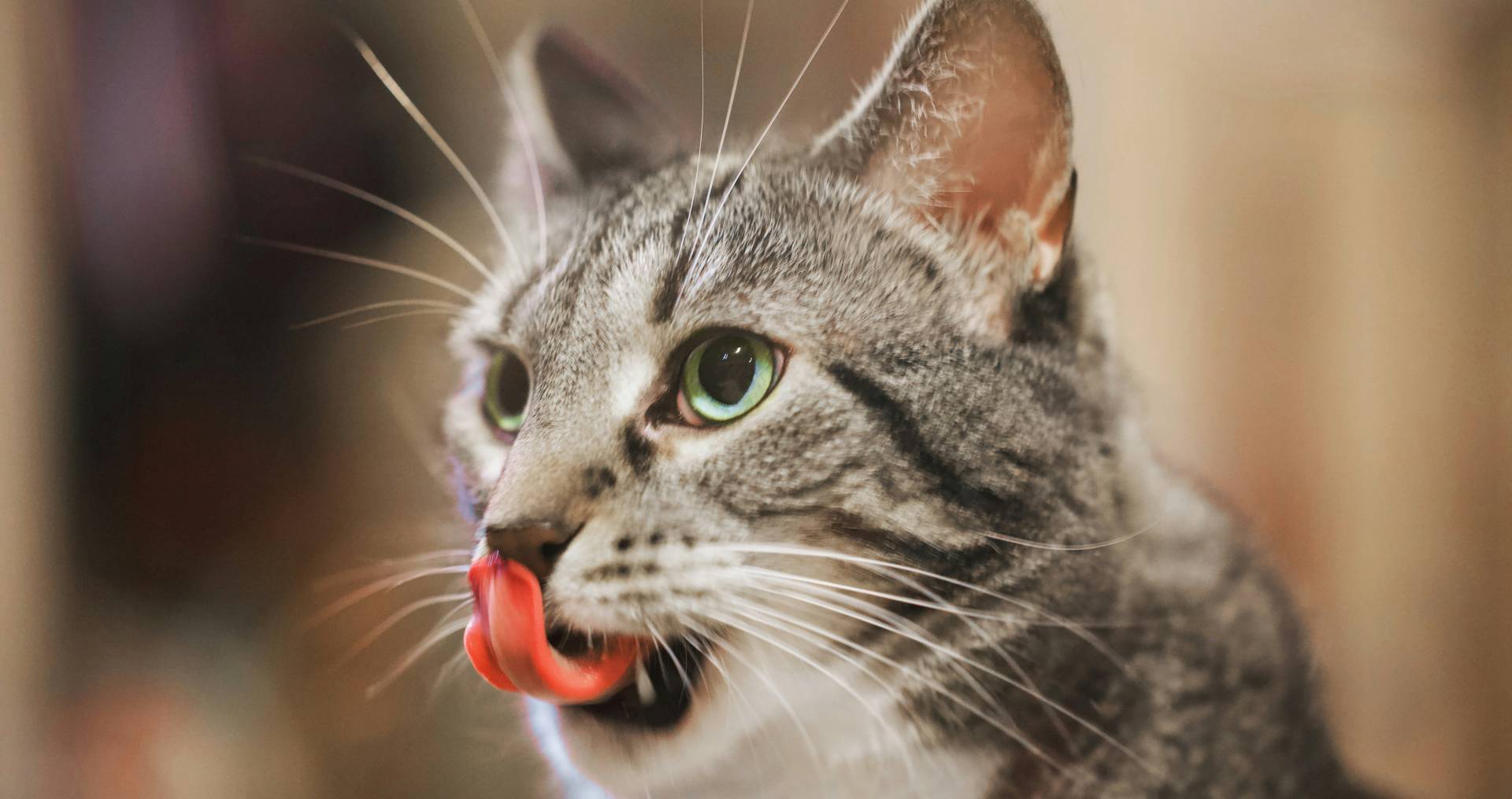 Kat met tong uit de bek als illustratie bij plots kwijlen bij katten