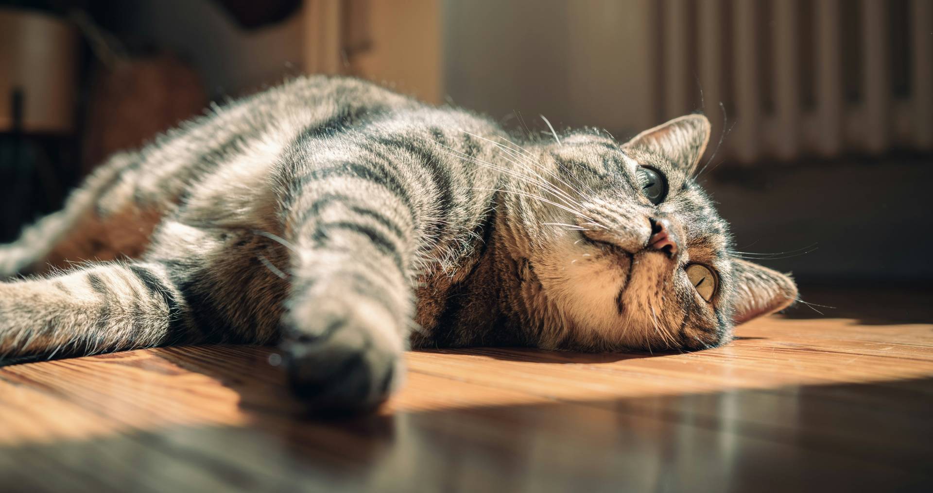 Kat die rustig op de vloer ligt als illustratie bij het controleren van de ademhaling van een kat in rust