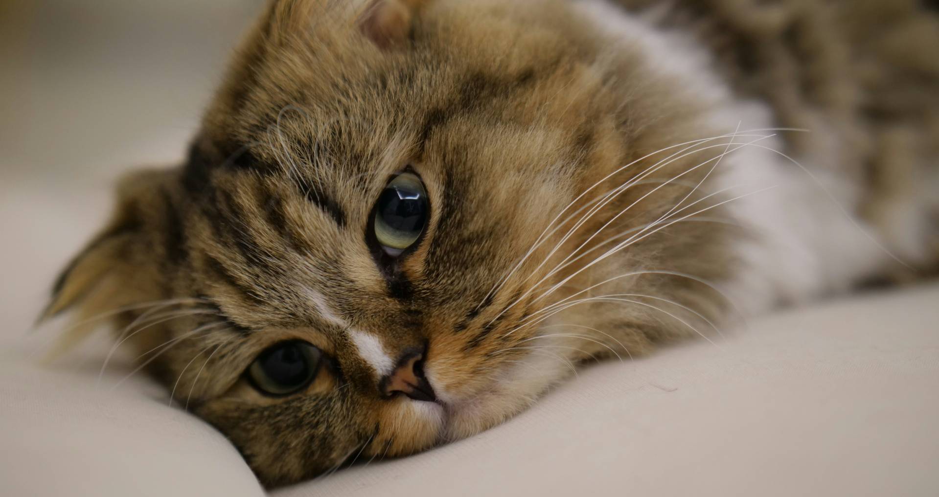 Kat die stil en teruggetrokken op een bank ligt als voorbeeld van veranderd gedrag bij katten