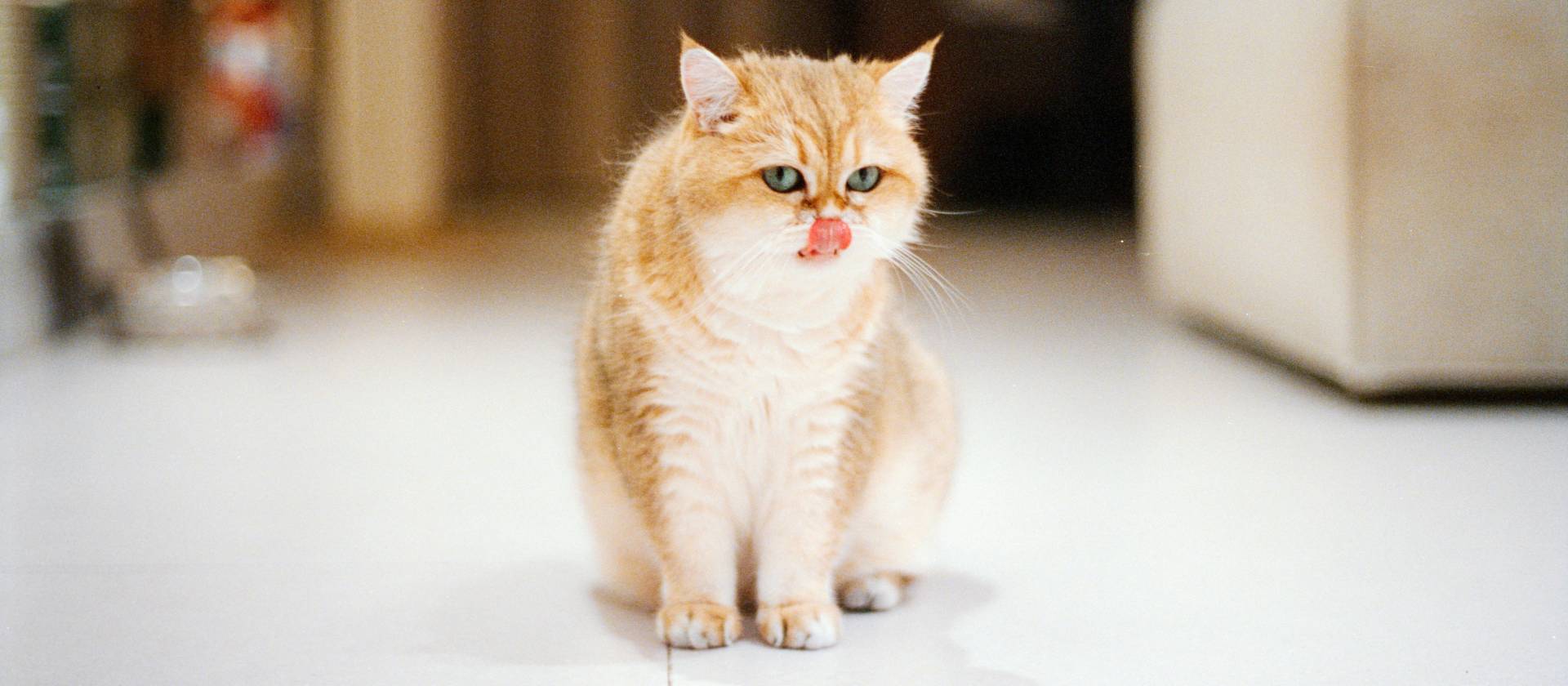 Kat die zijn lippen likt na het eten als illustratie bij een kat die wel eet maar toch afvalt