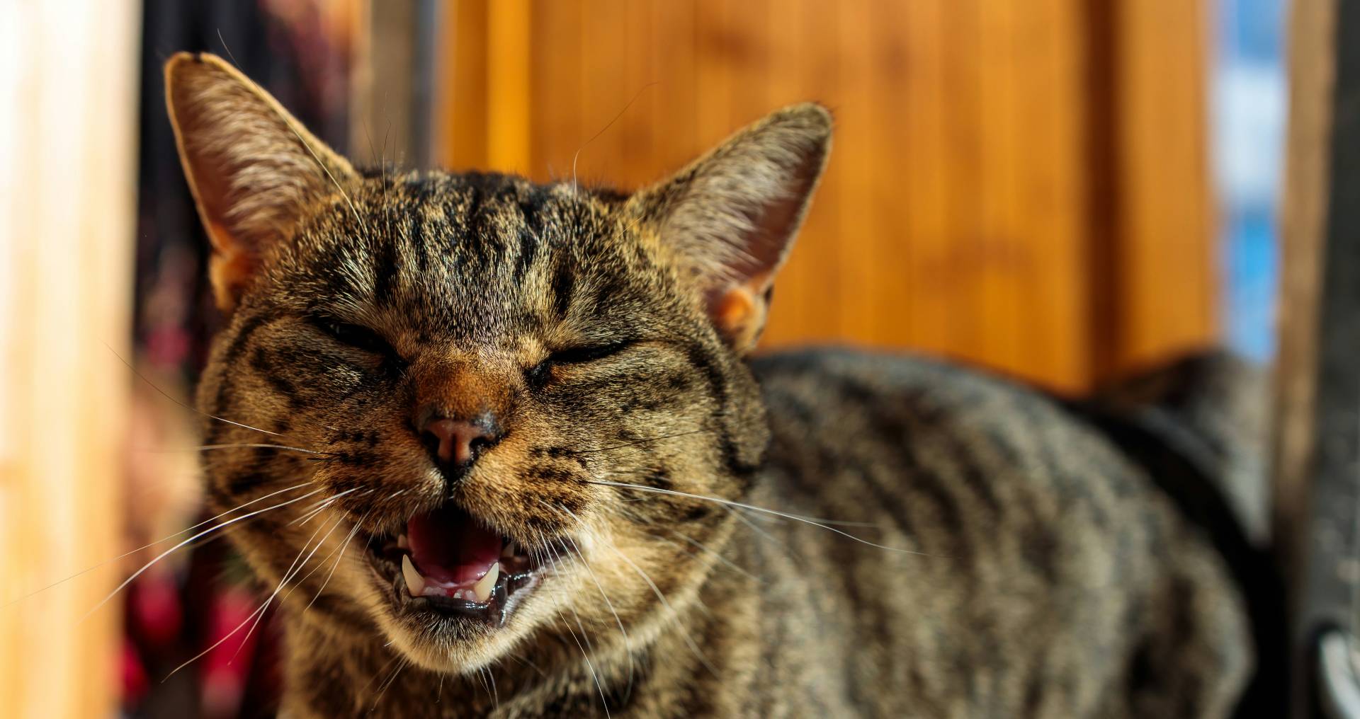 Kat met open bek tijdens miauwen binnenshuis als illustratie van plots meer miauwen bij katten