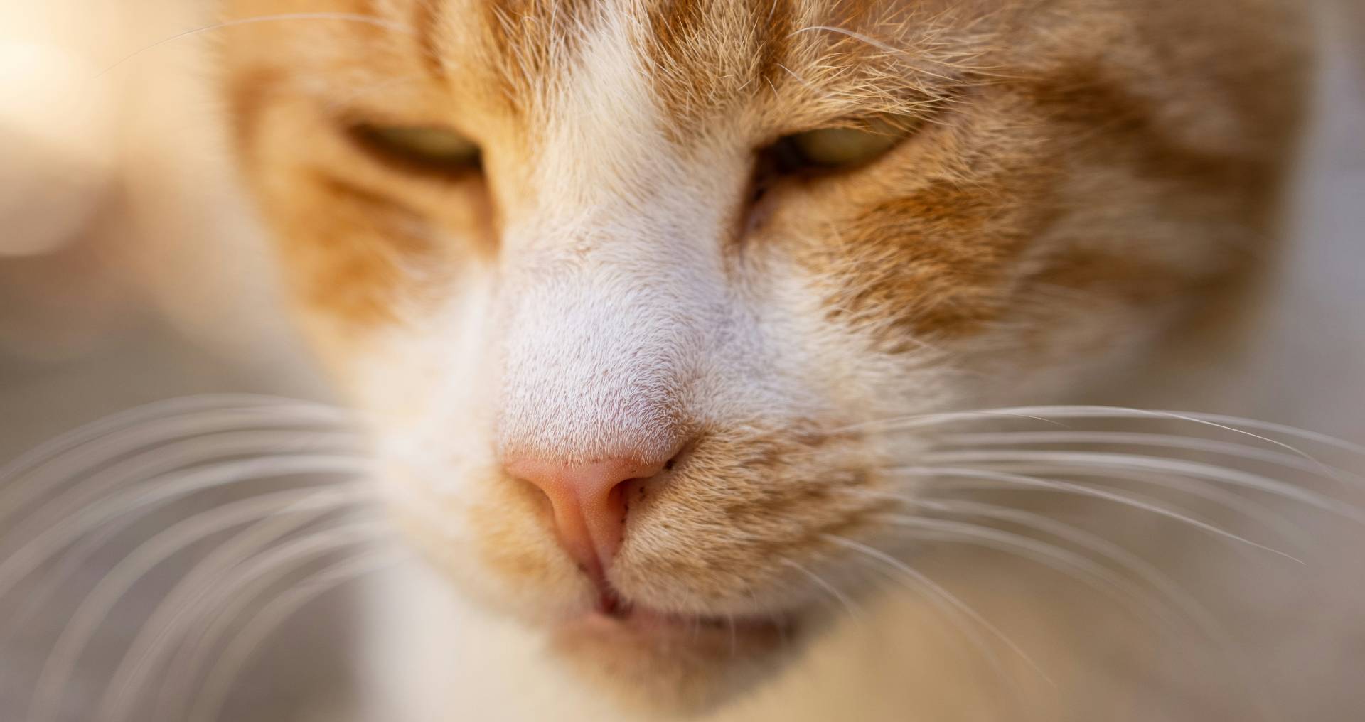 Close-up van kattenneus en gezicht als illustratie bij niezen zonder snot