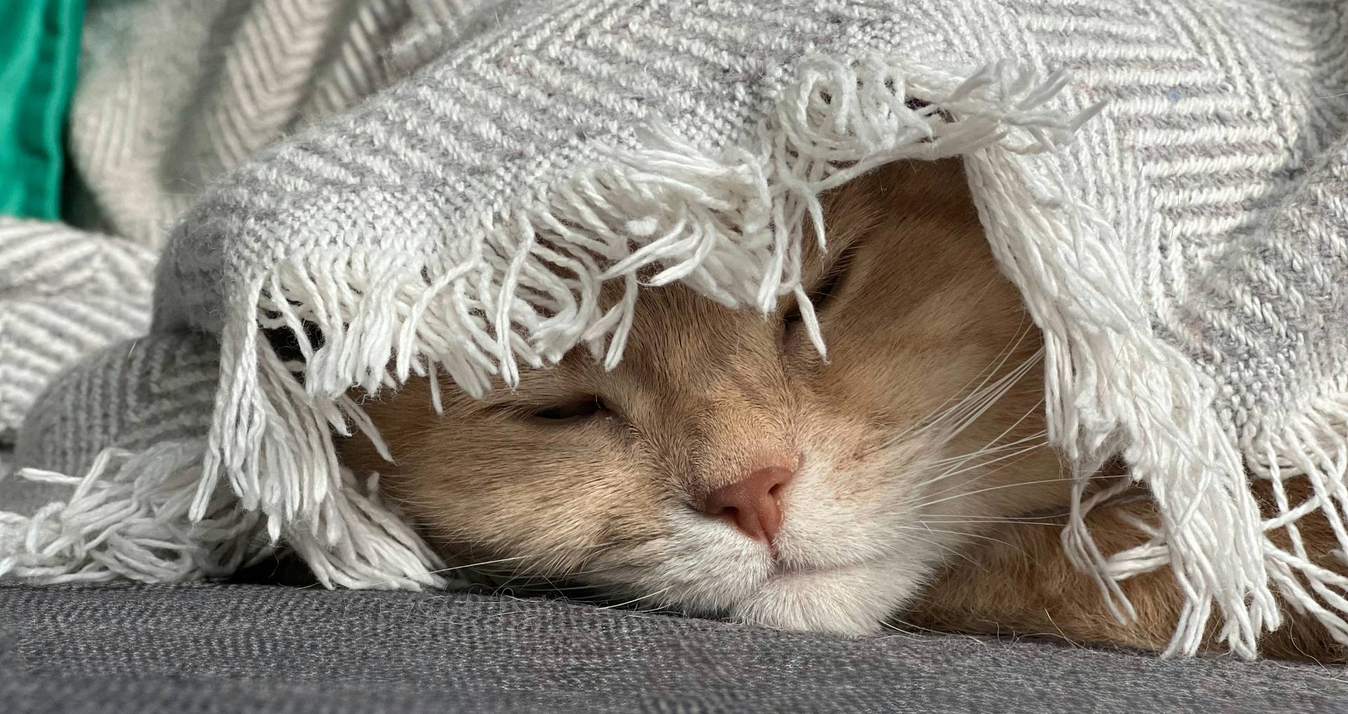 Kat die onder een deken ligt als voorbeeld van een kat die het koud heeft of mogelijk trilt