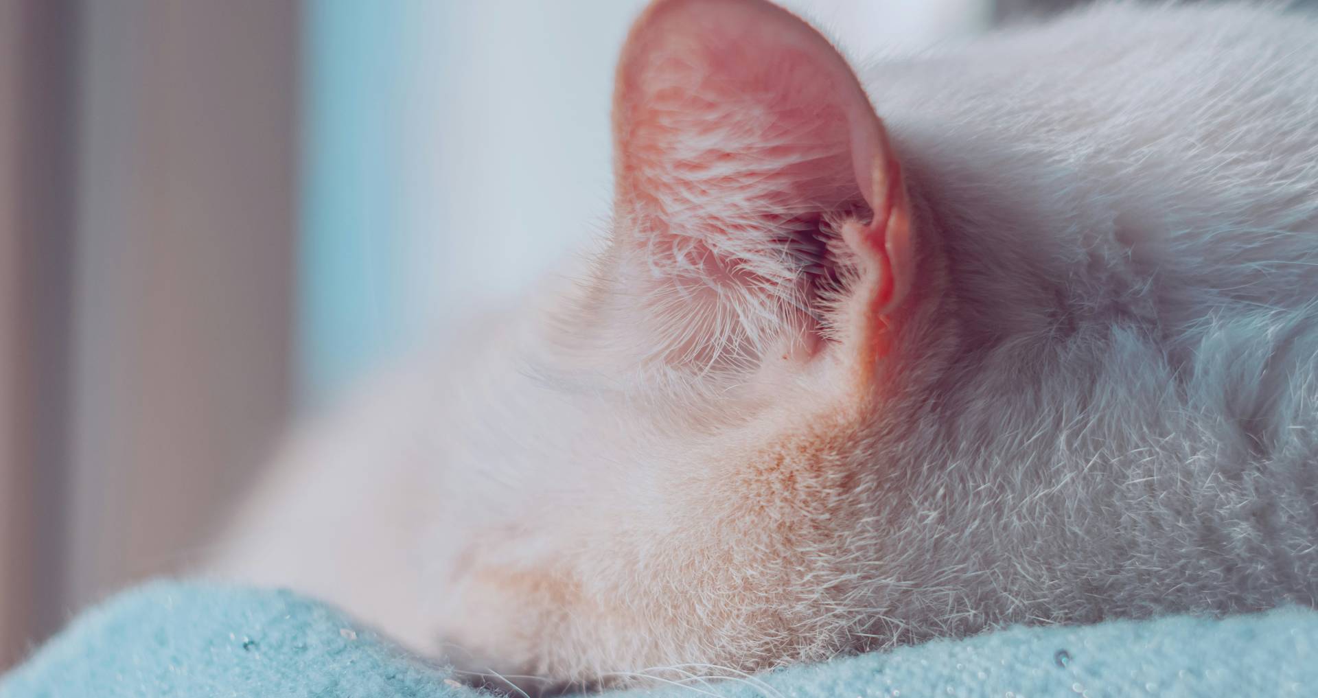 Kat met open bek en halfgesloten ogen als illustratie van zware ademhaling bij katten