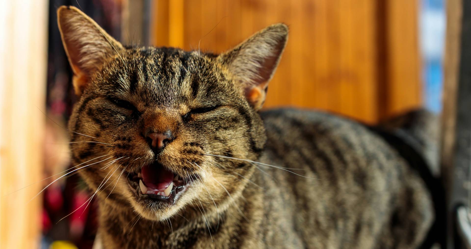 Kat met open bek en halfgesloten ogen als illustratie van zware ademhaling bij katten